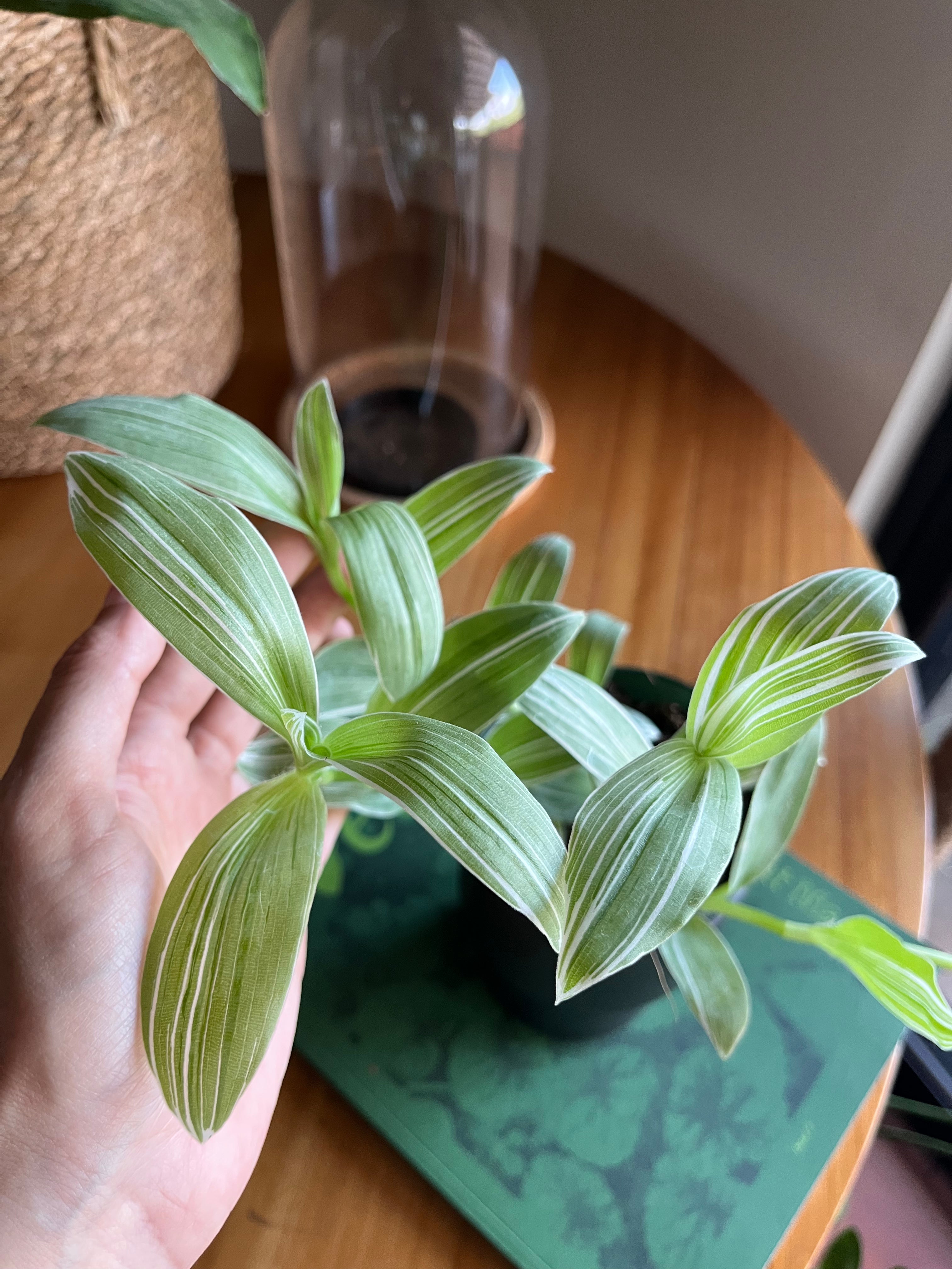 Tradescantia albiflora