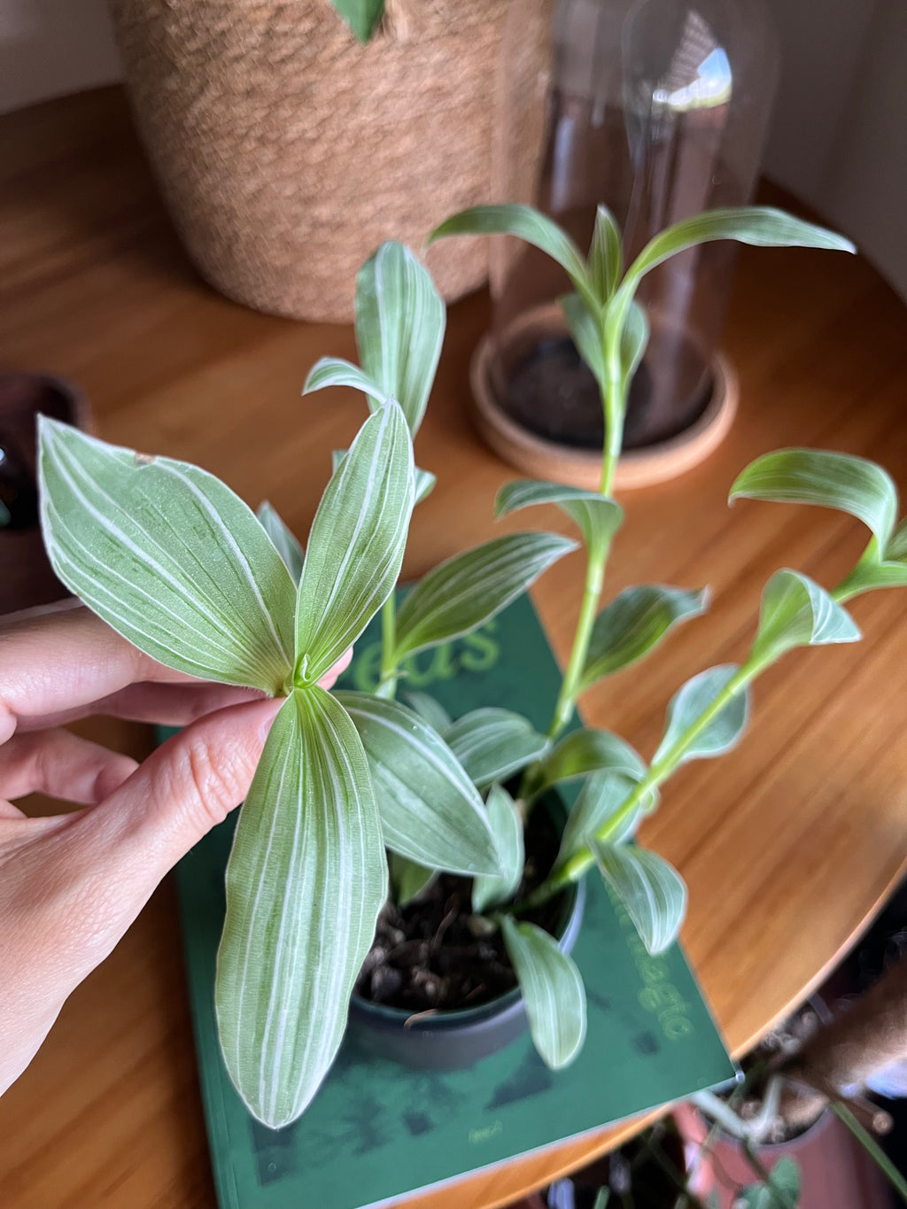 Tradescantia albiflora