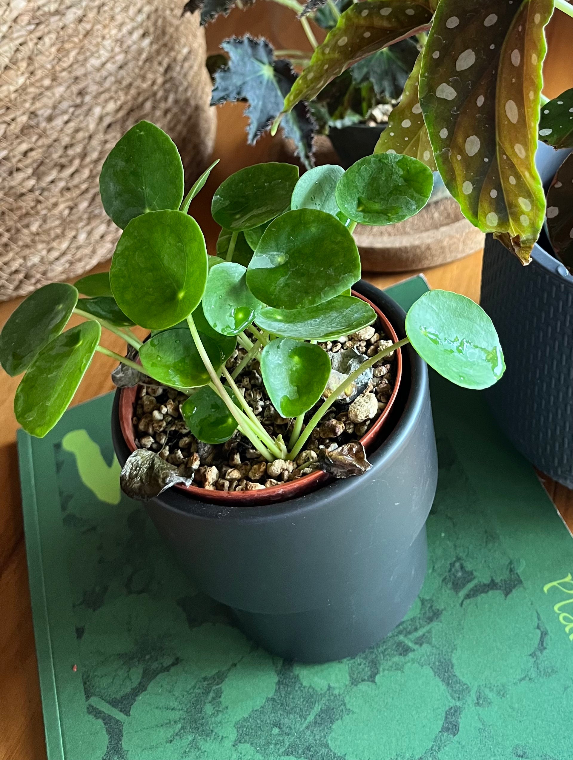 Pilea peperomioides