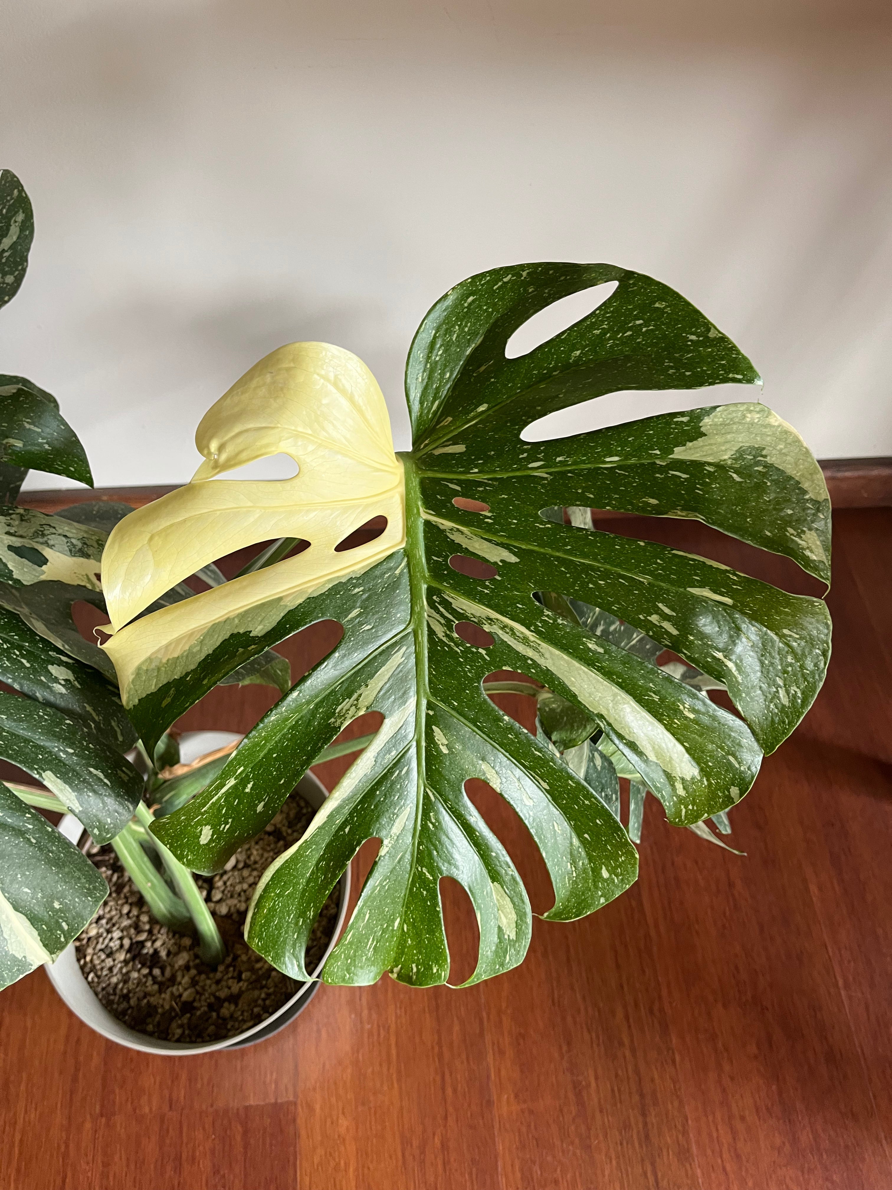 Monstera deliciosa Thai Constellation
