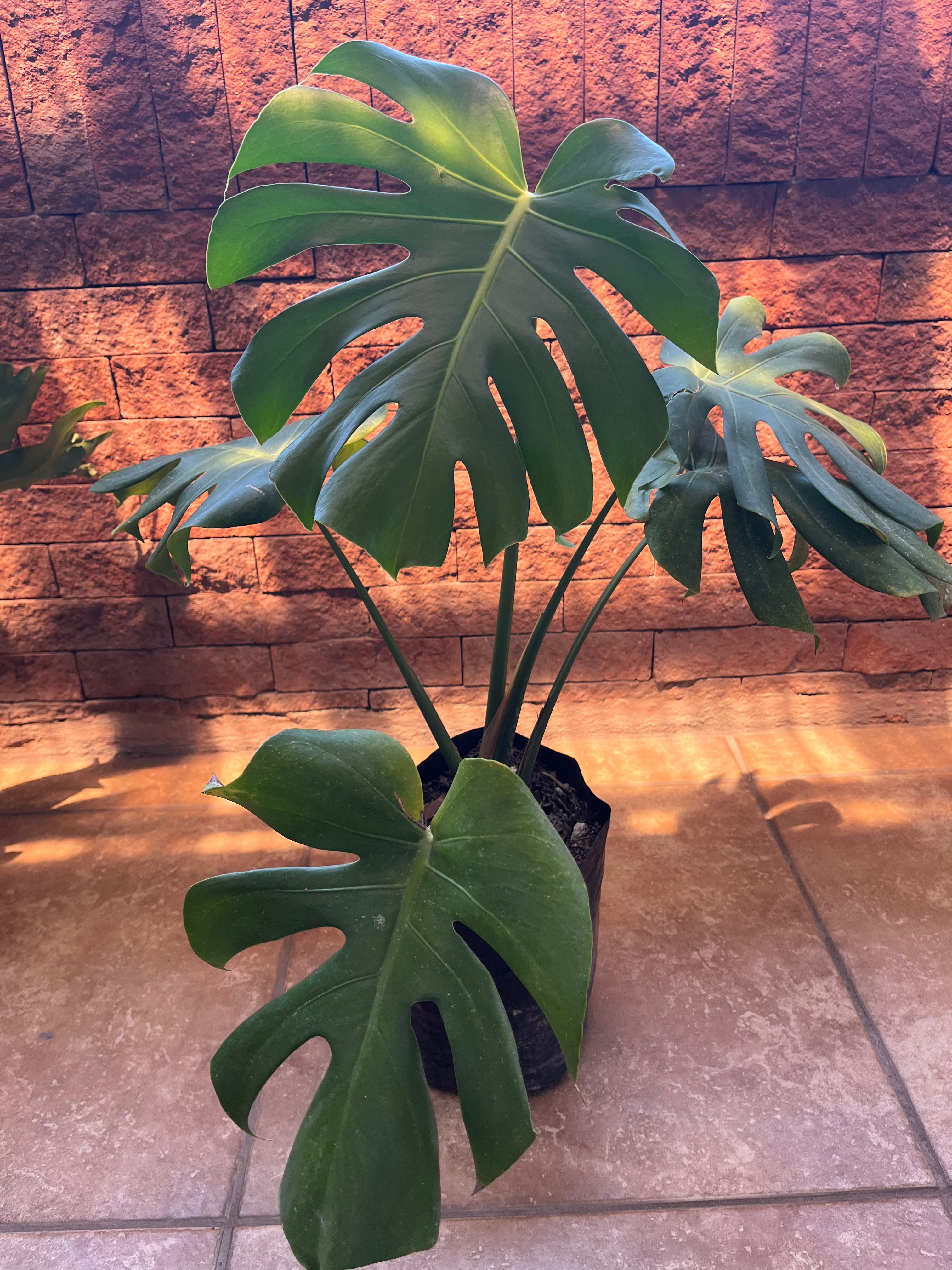 Monstera deliciosa