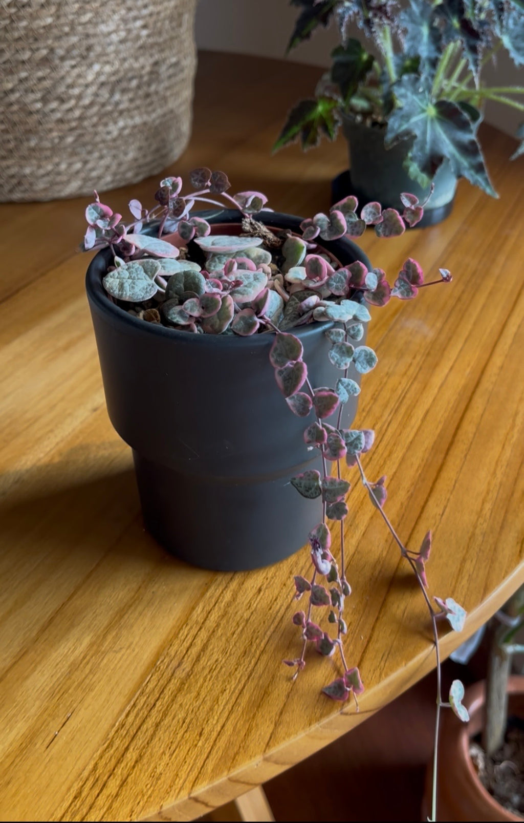 Ceropegia Chain of Hearts variegada