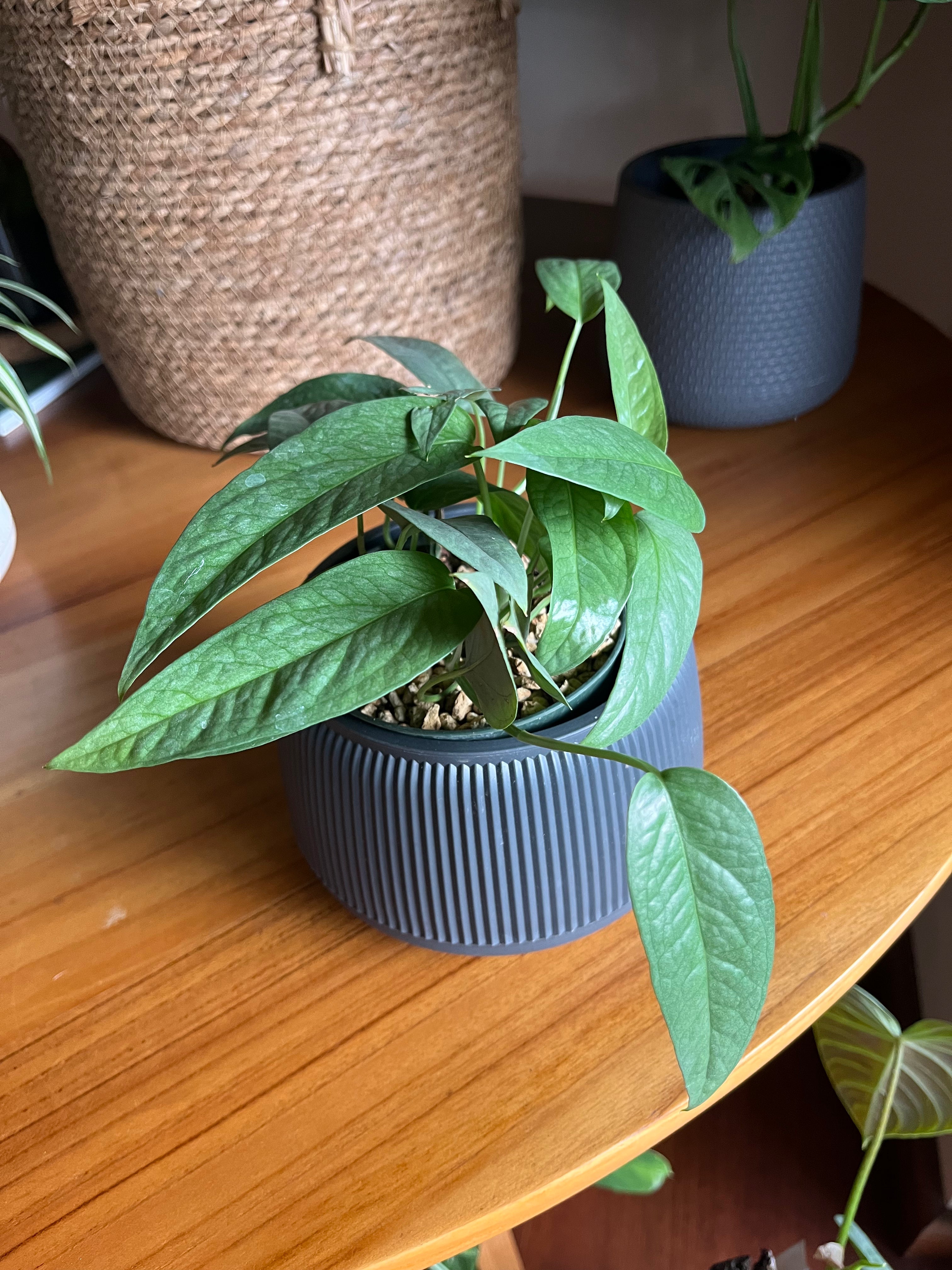 Cebu blue pothos