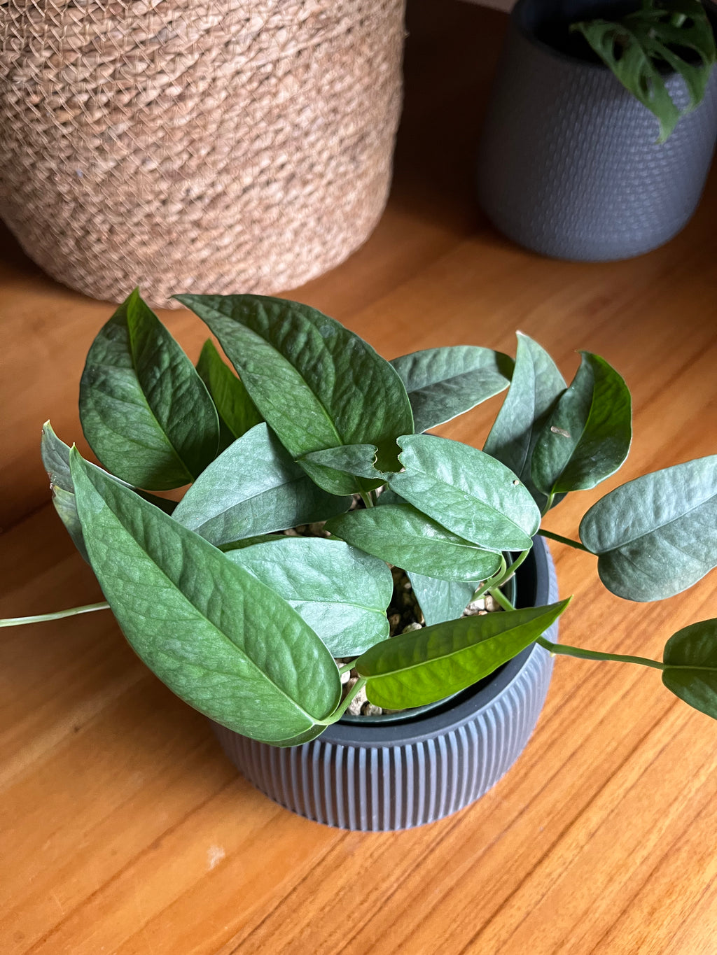 Cebu blue pothos