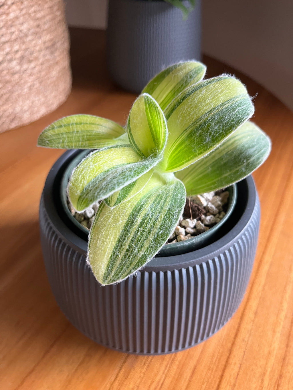 Tradescantia sillamontana f. variegata