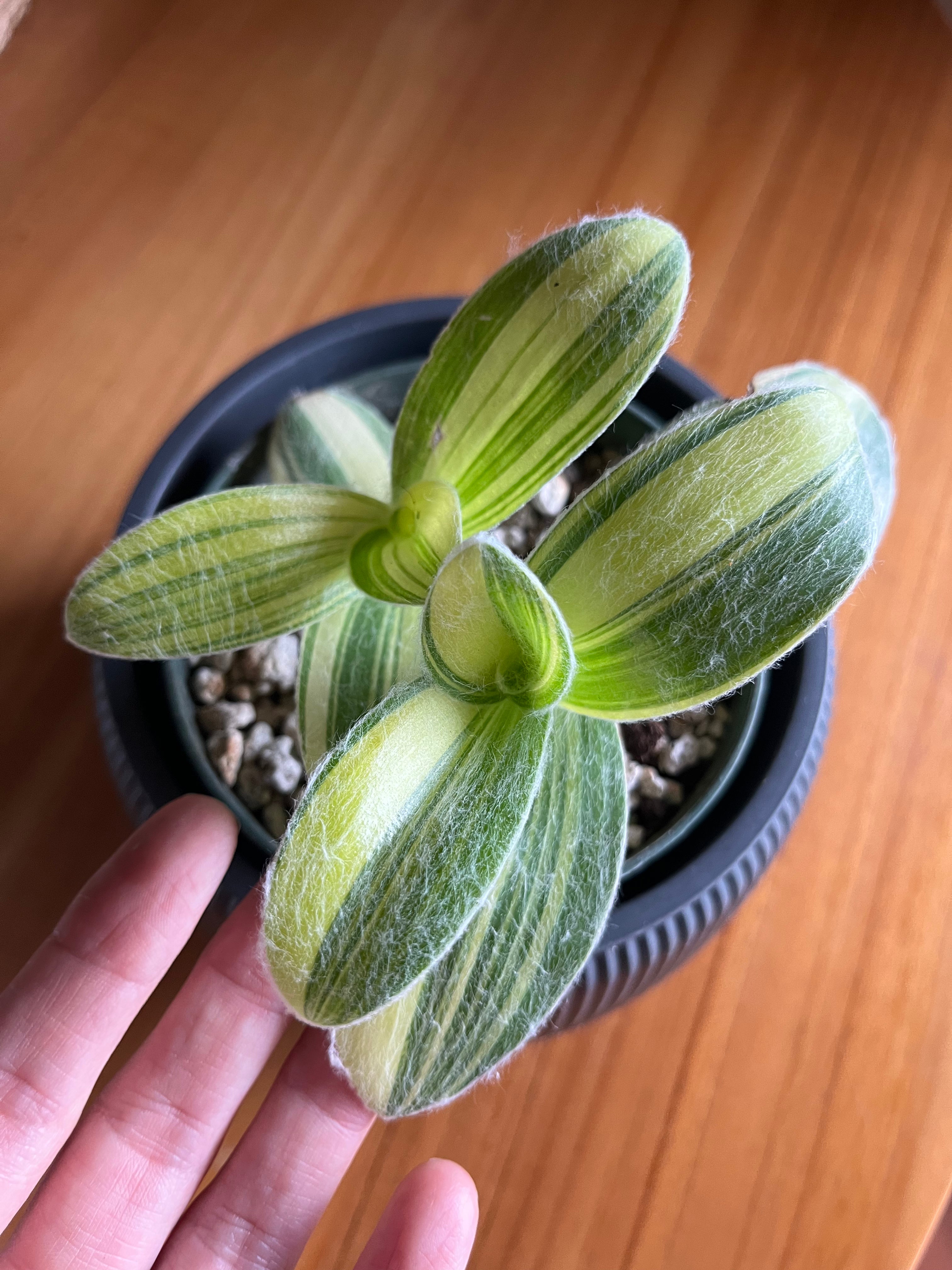 Tradescantia sillamontana f. variegata