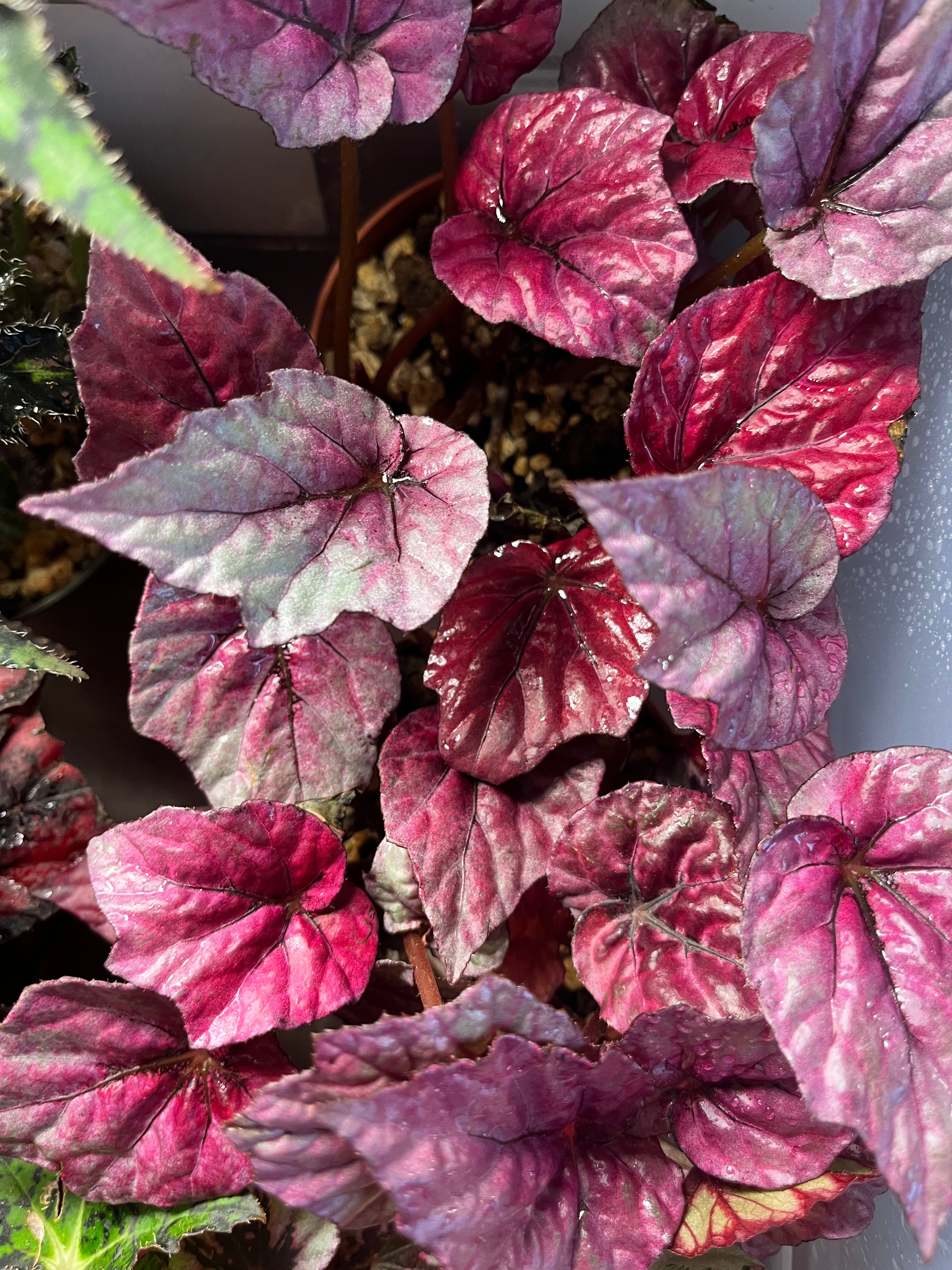 Begonia Shadow King Pink