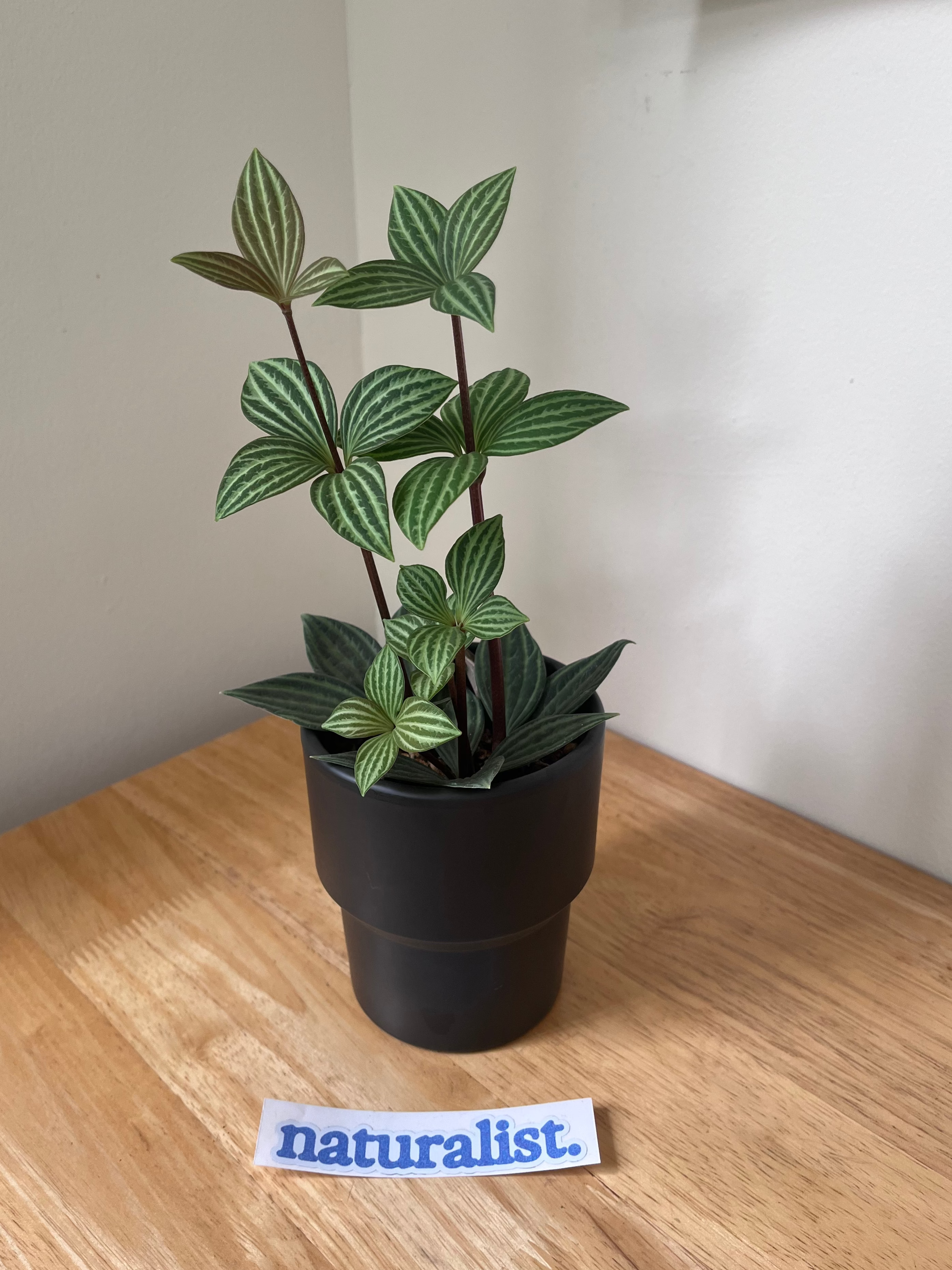 Peperomia tetragona