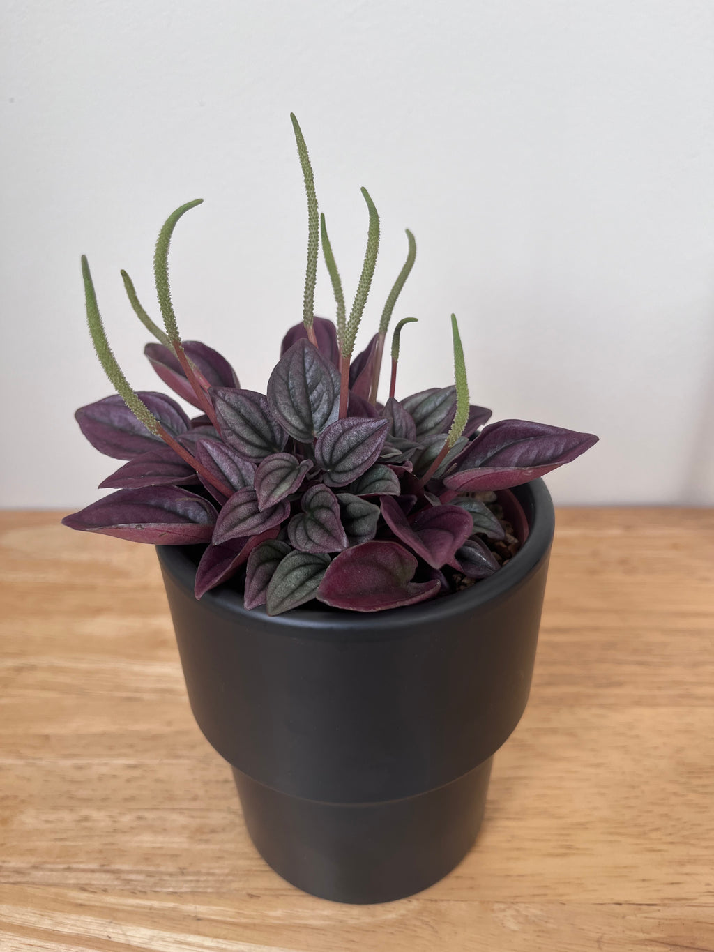 Peperomia Cayenne