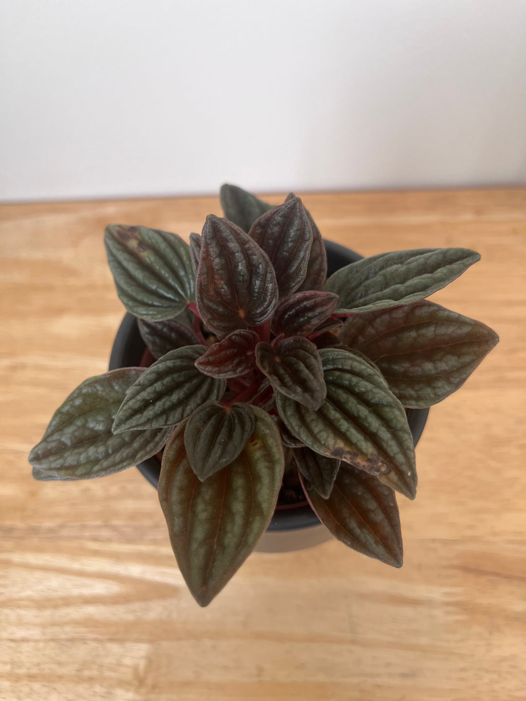Peperomia Lima