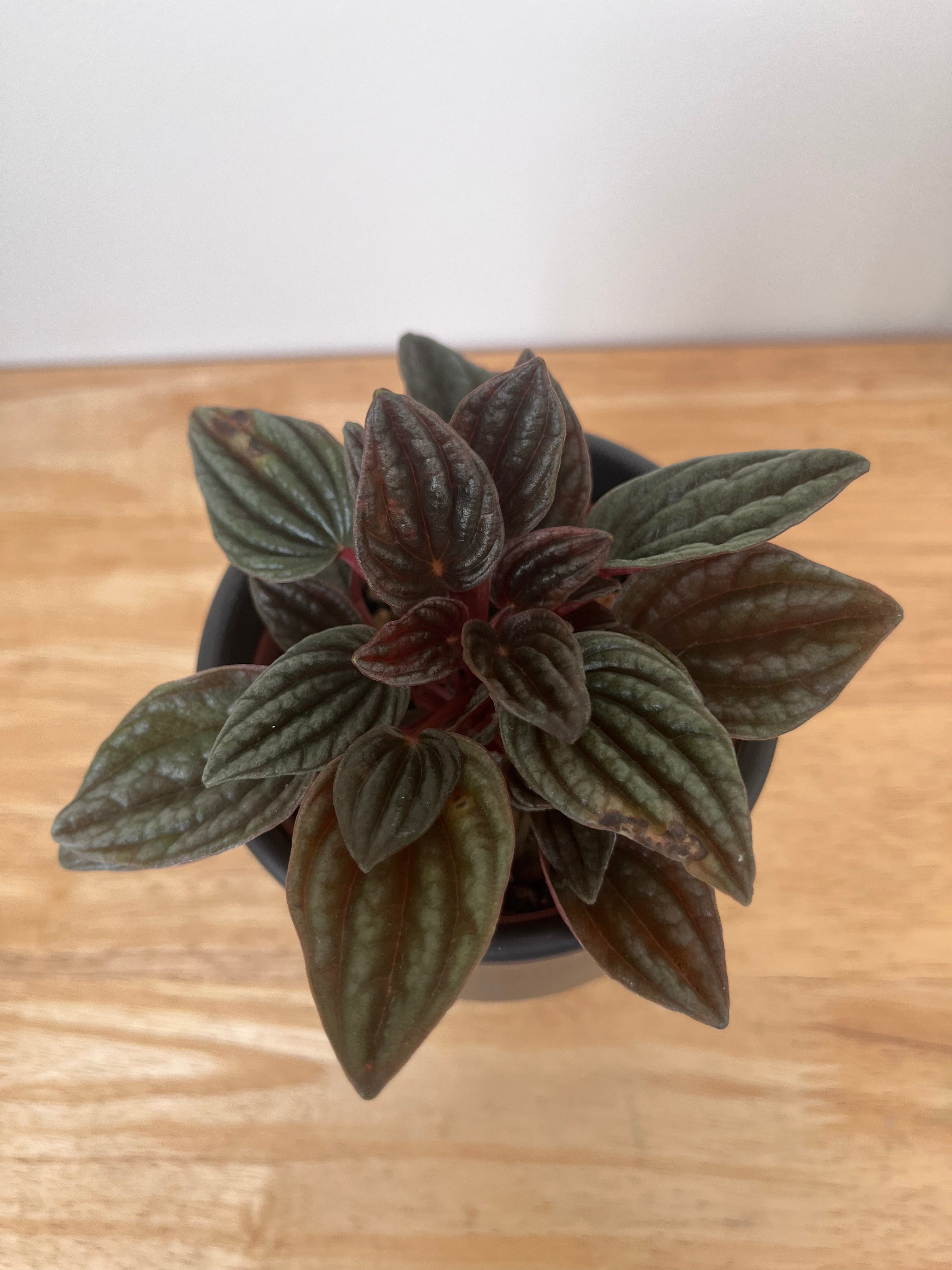 Peperomia Lima