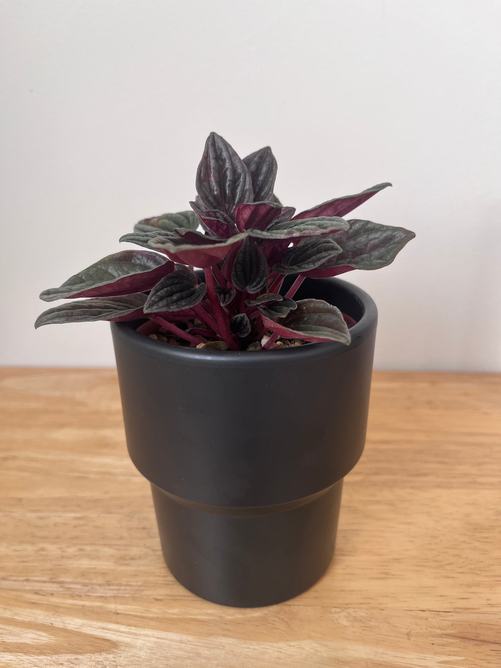 Peperomia Lima