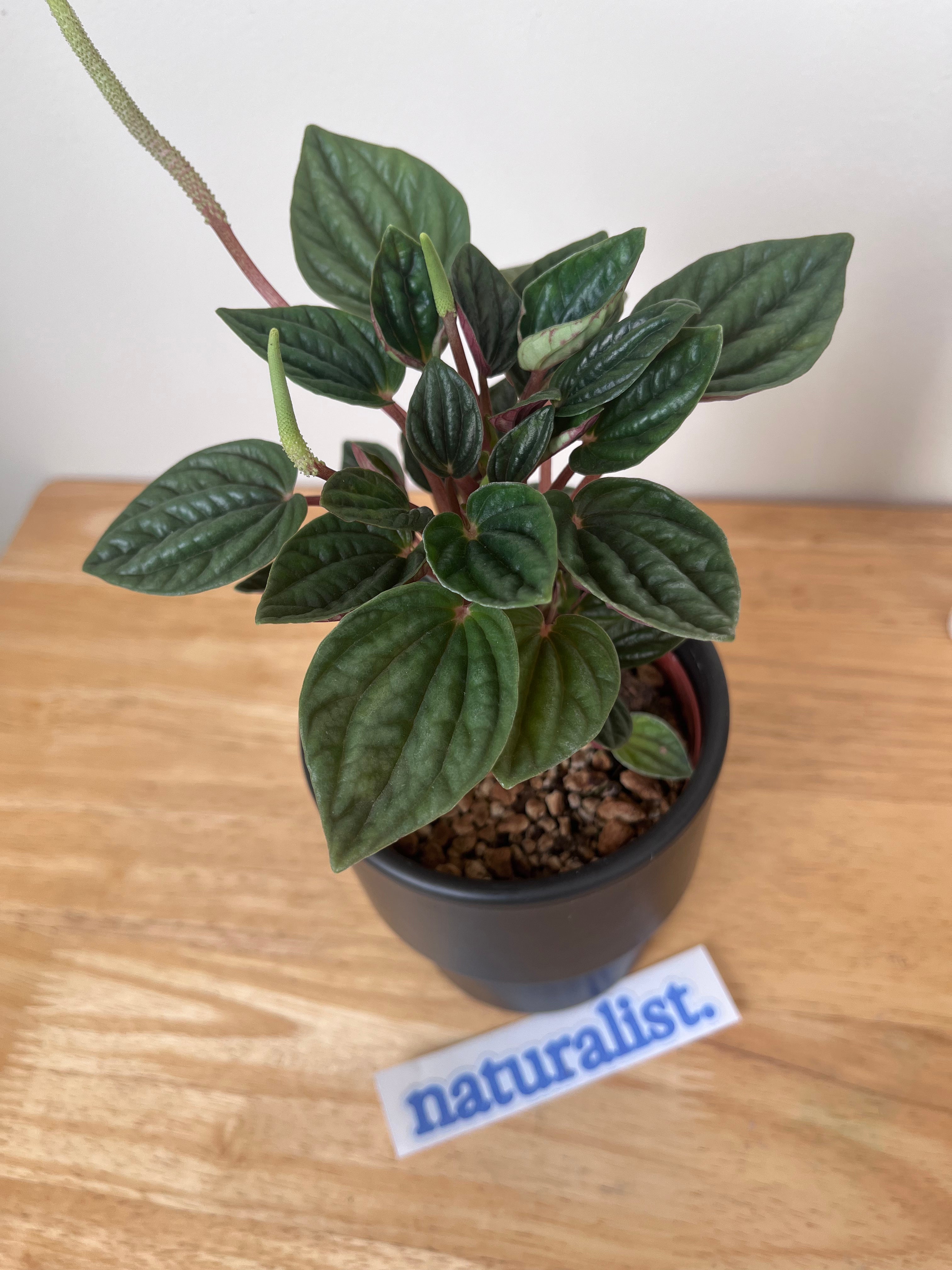 Peperomia Rosso