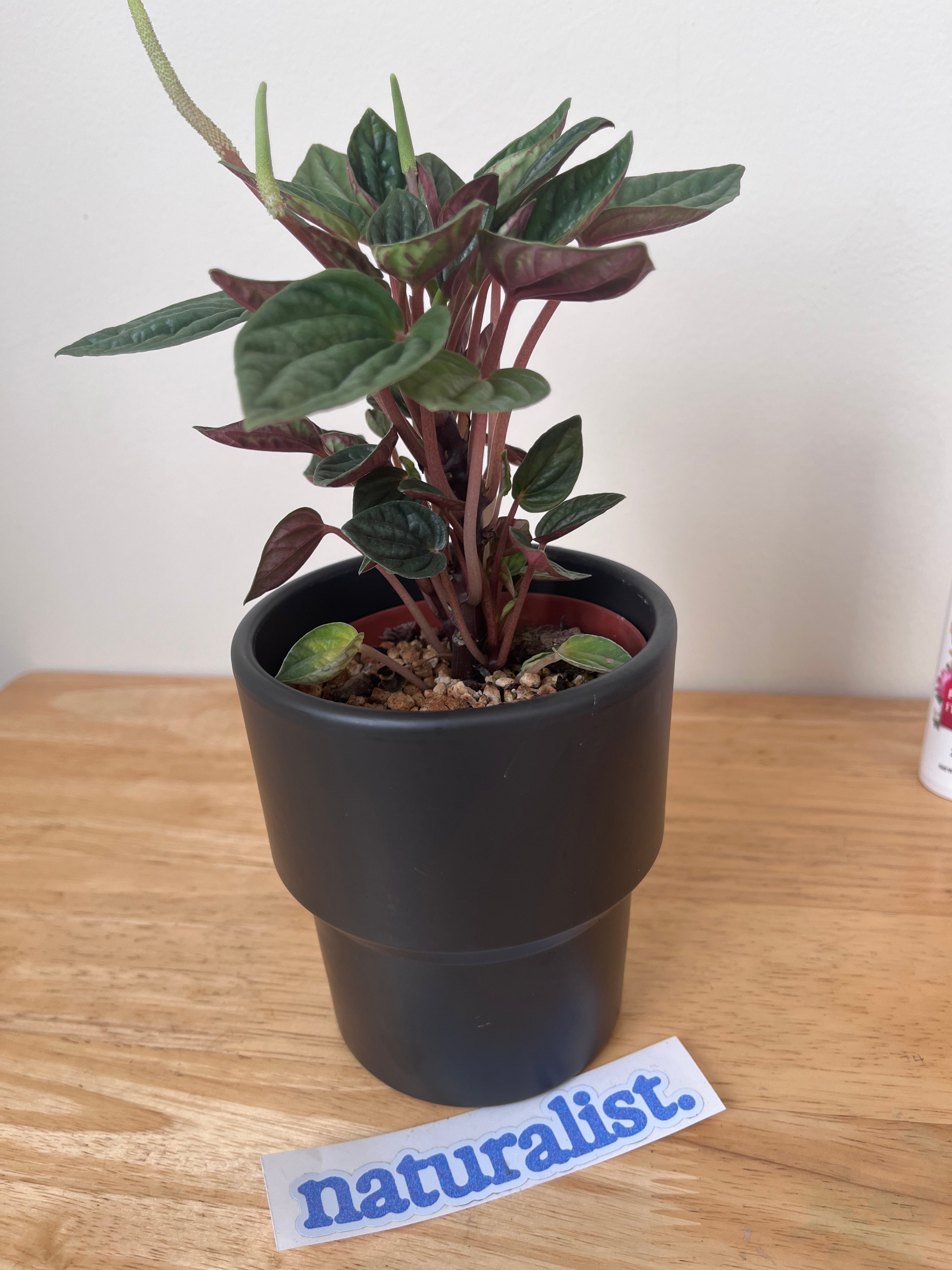 Peperomia Rosso