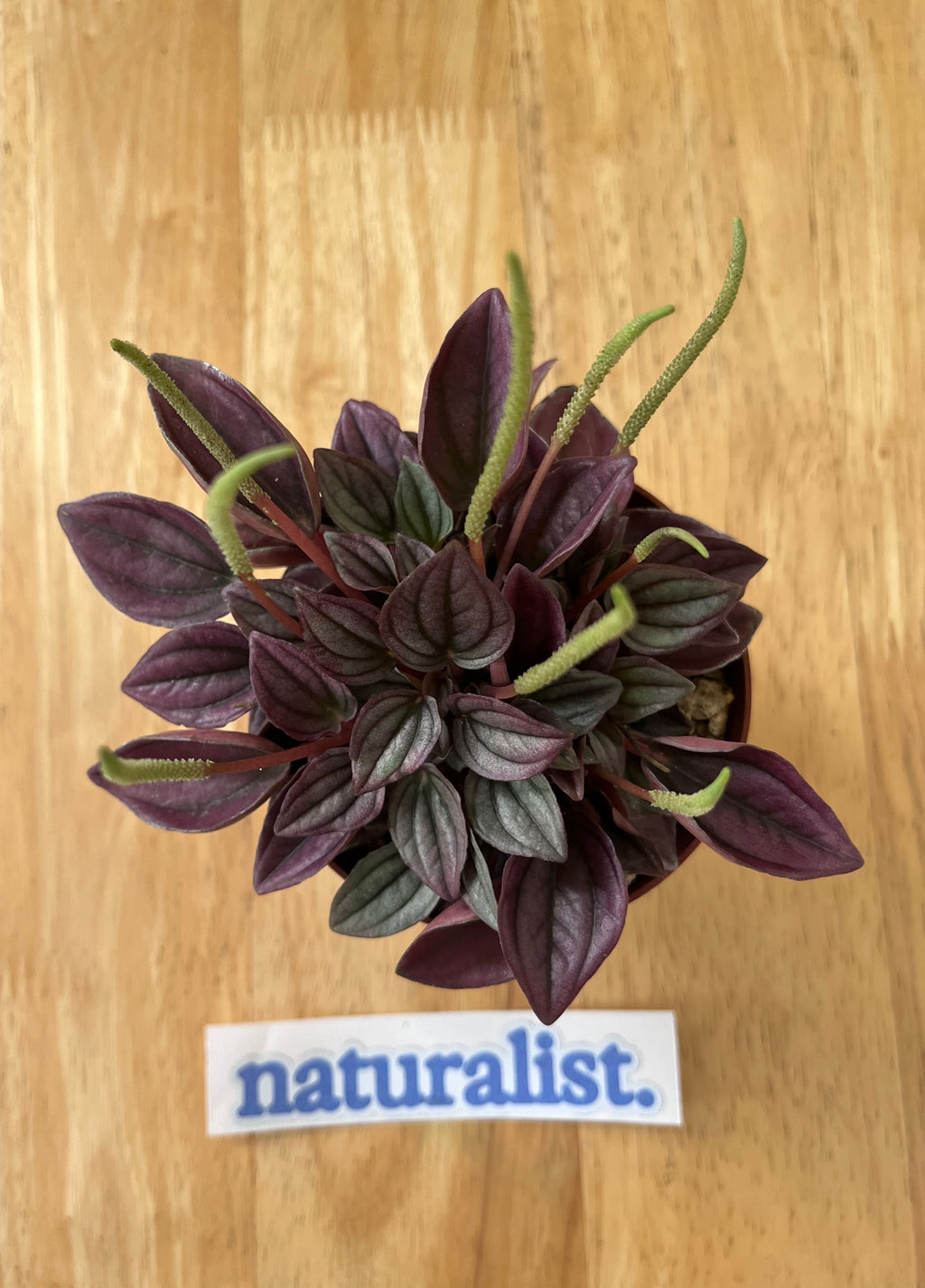 Peperomia Cayenne