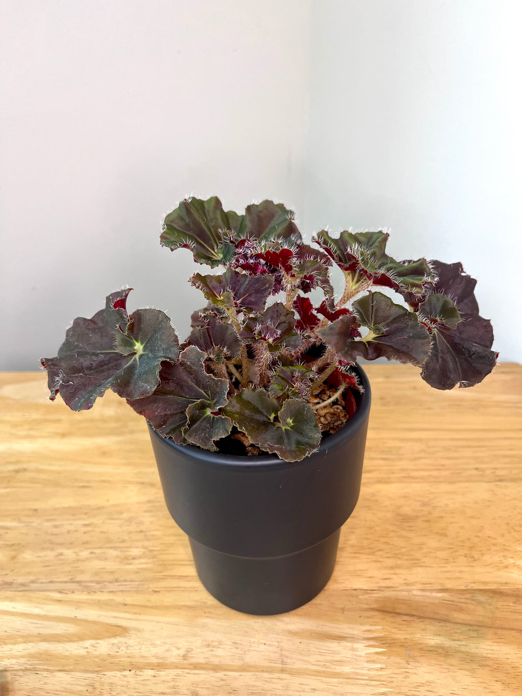 Begonia Lieke