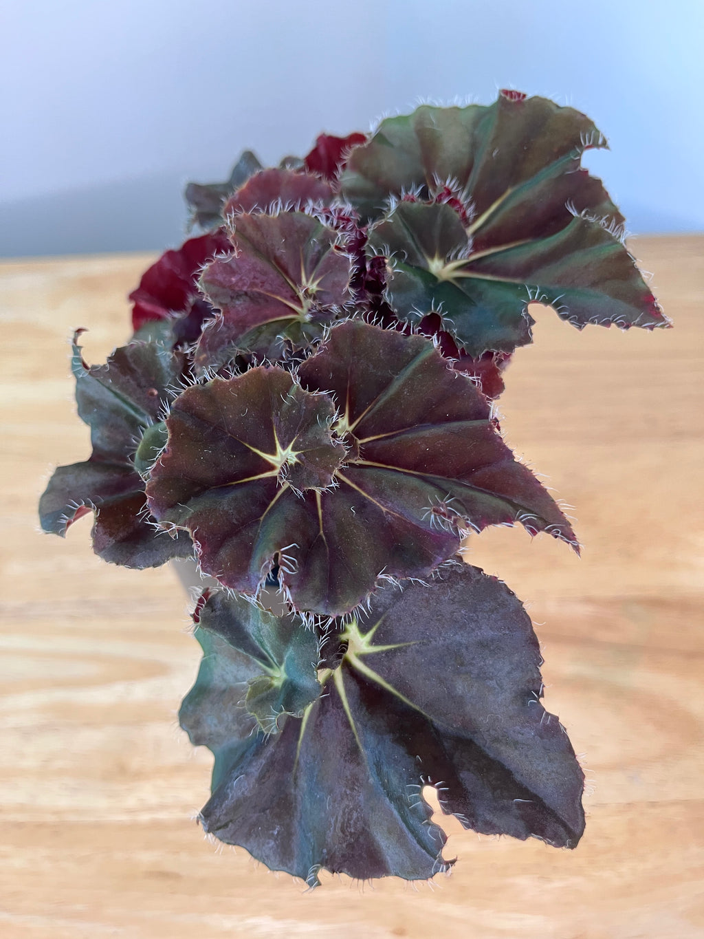 Begonia Lieke