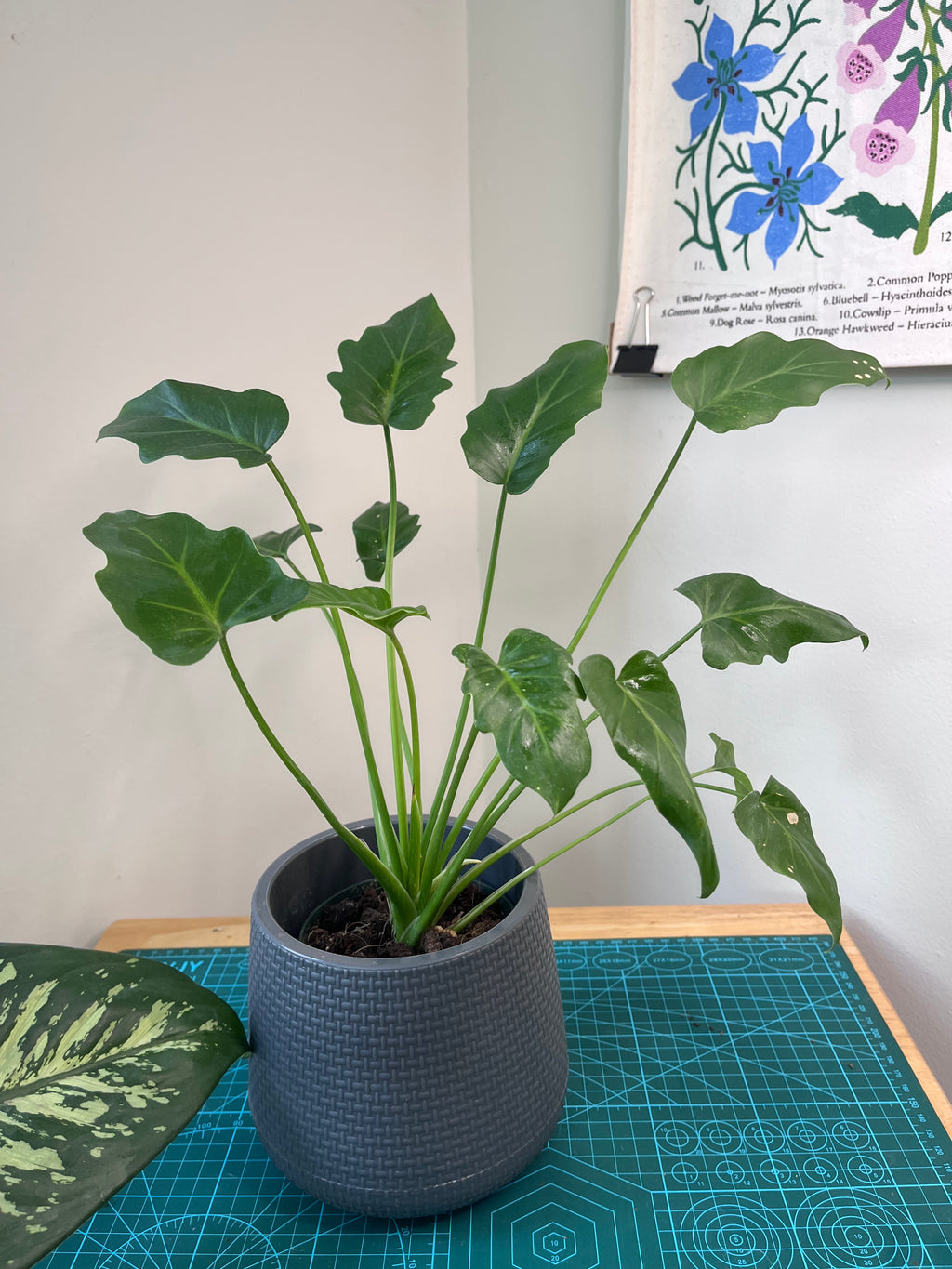Philodendron "Little Hope"