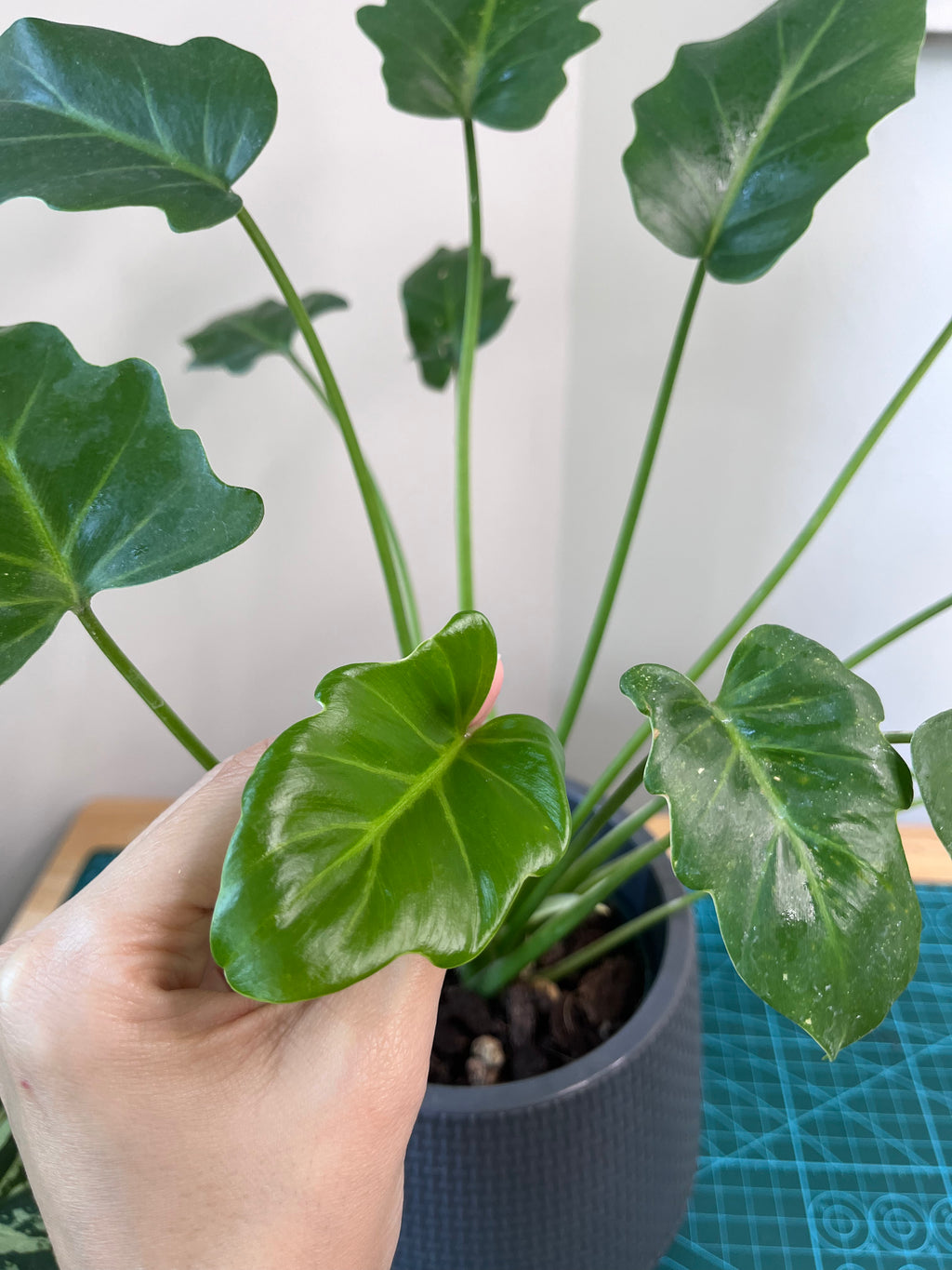 Philodendron "Little Hope"