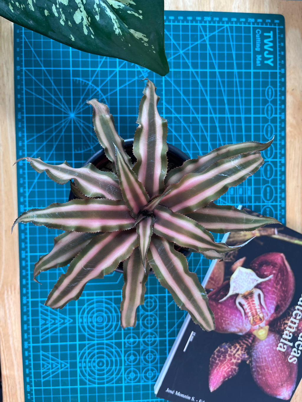 Crypanthus Pink Star