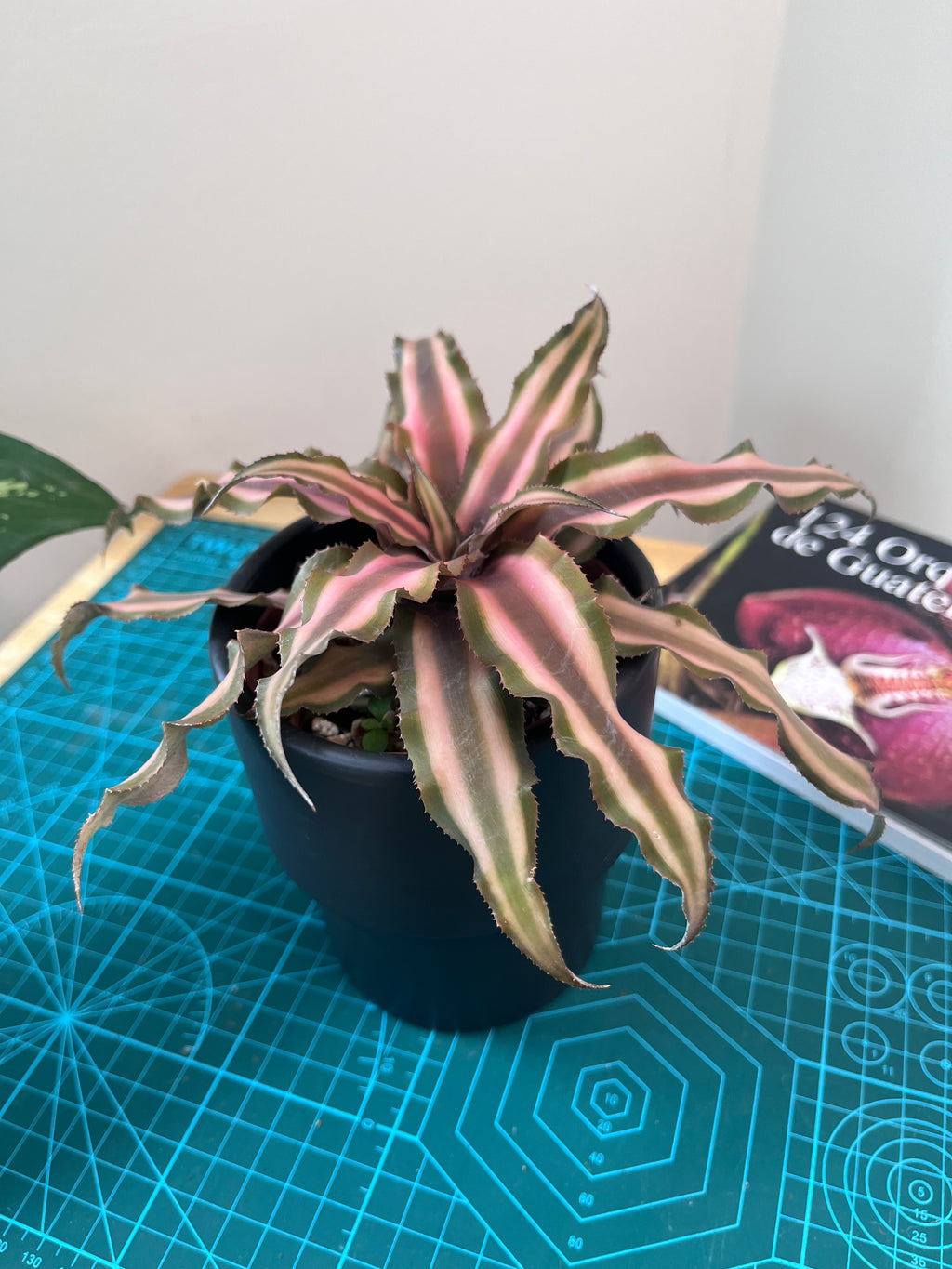 Crypanthus Pink Star
