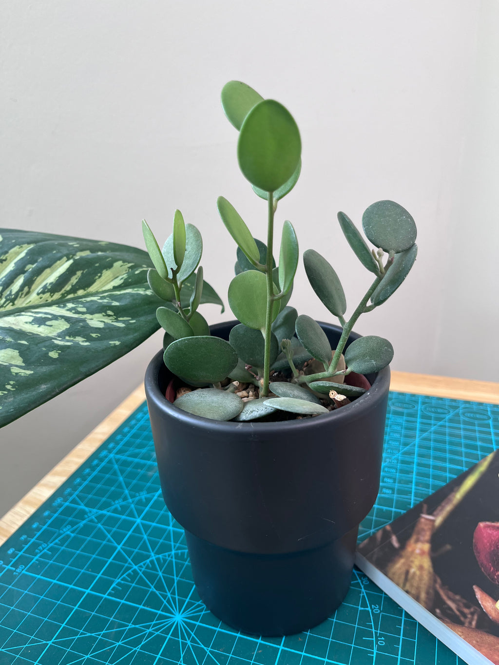 Silver dollar - Xerosicyos danguyi
