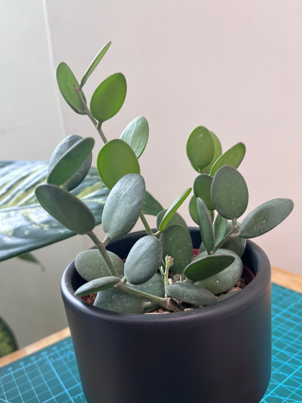 Silver dollar - Xerosicyos danguyi