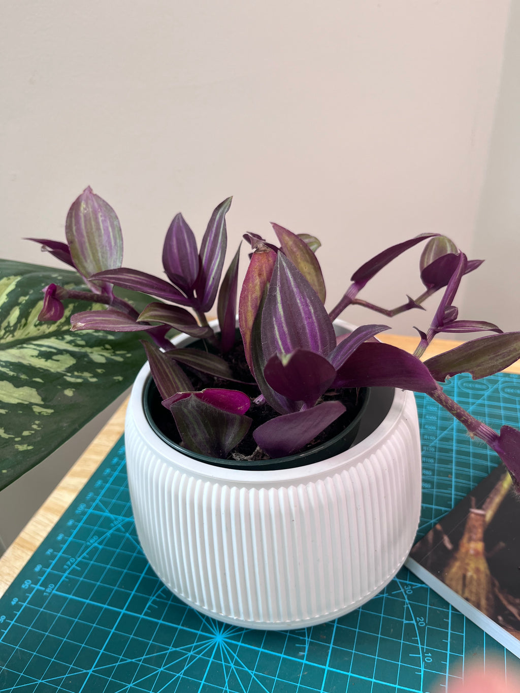 Tradescantia zebrina