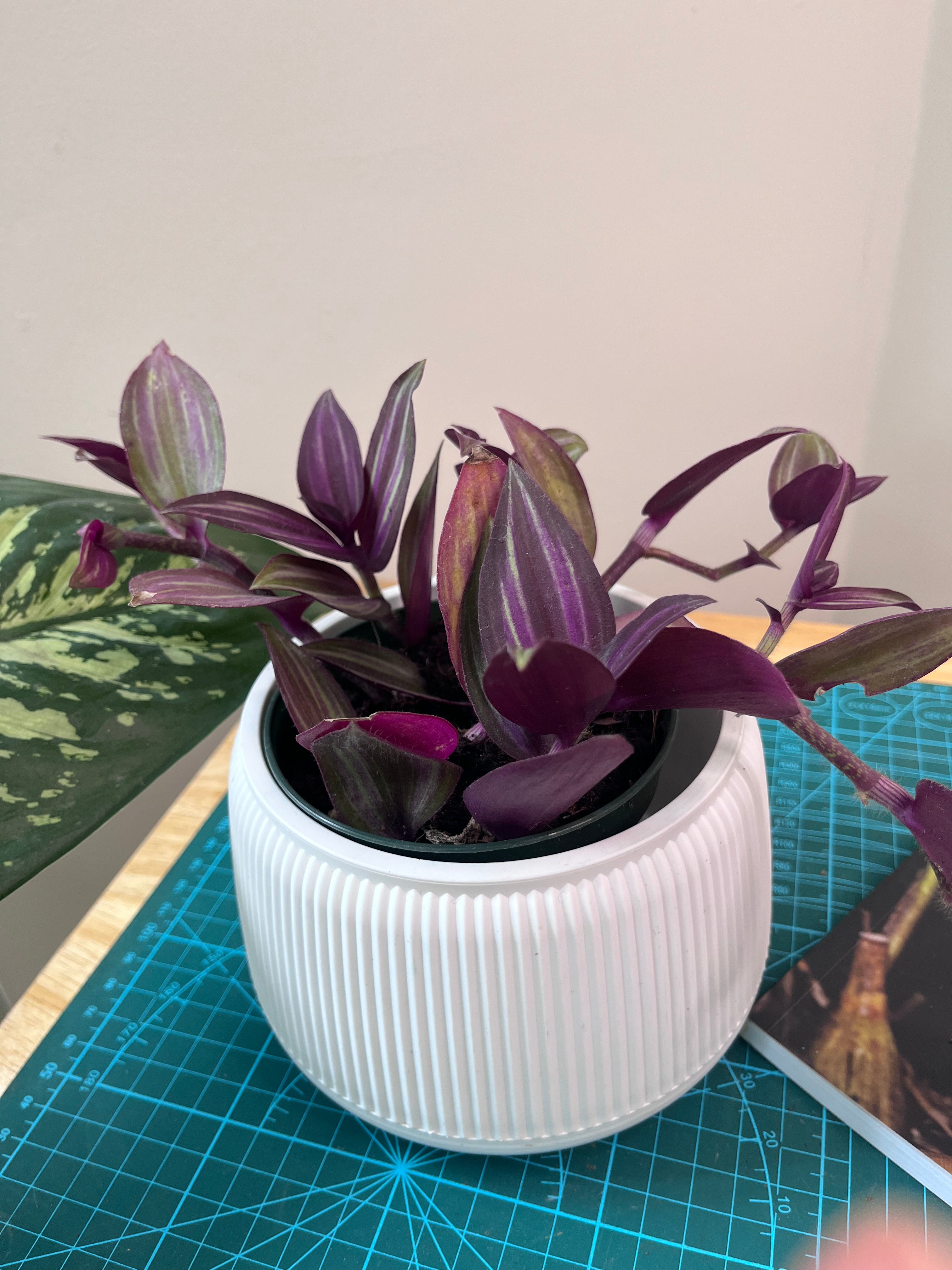 Tradescantia zebrina