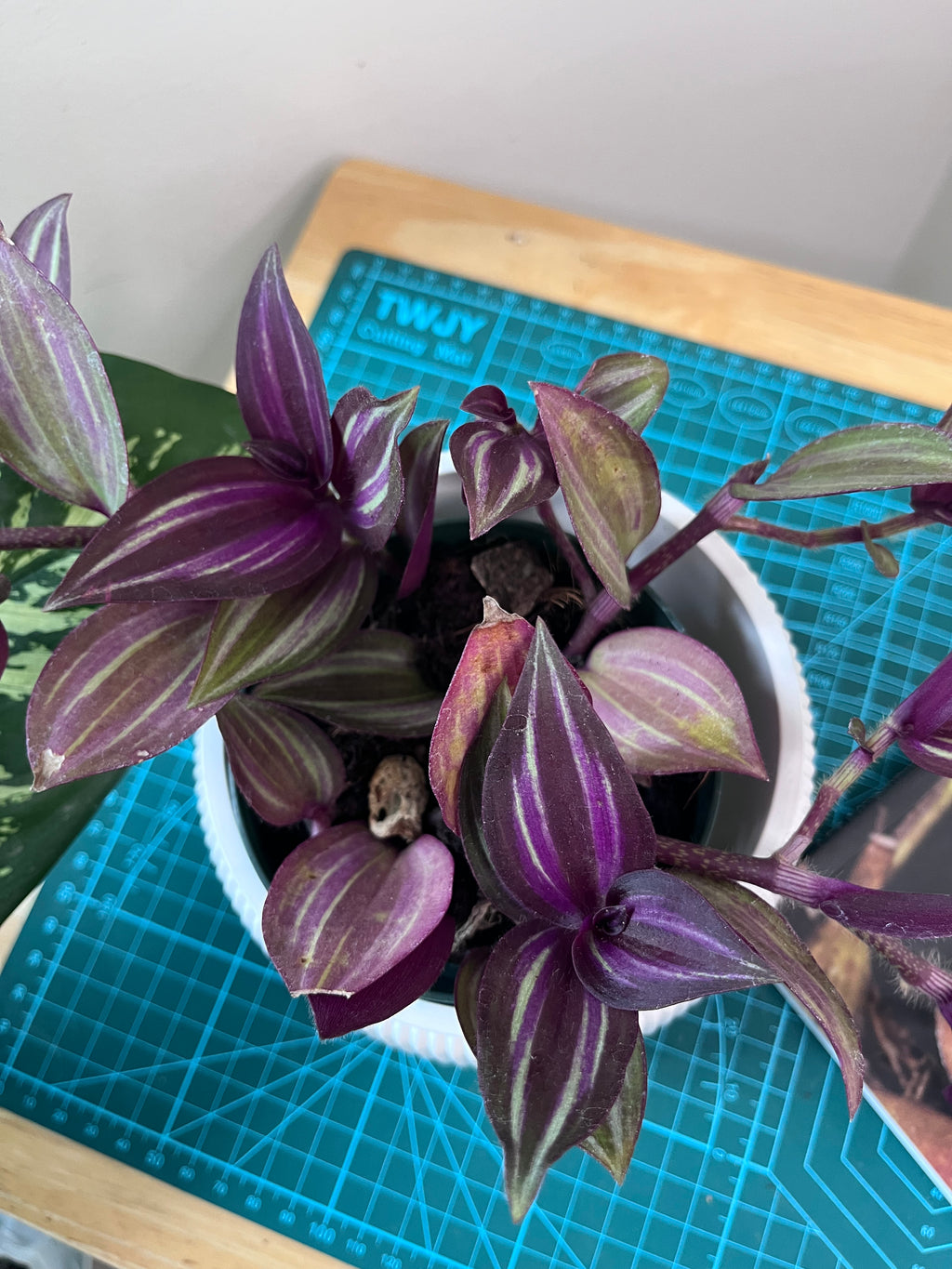 Tradescantia zebrina
