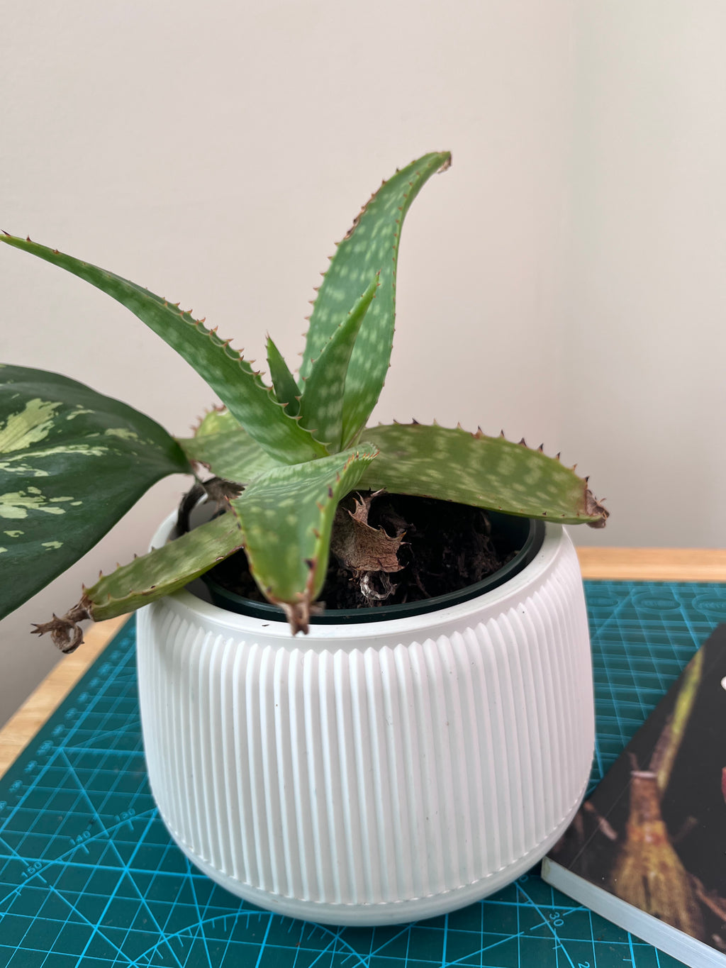 Aloe saponaria