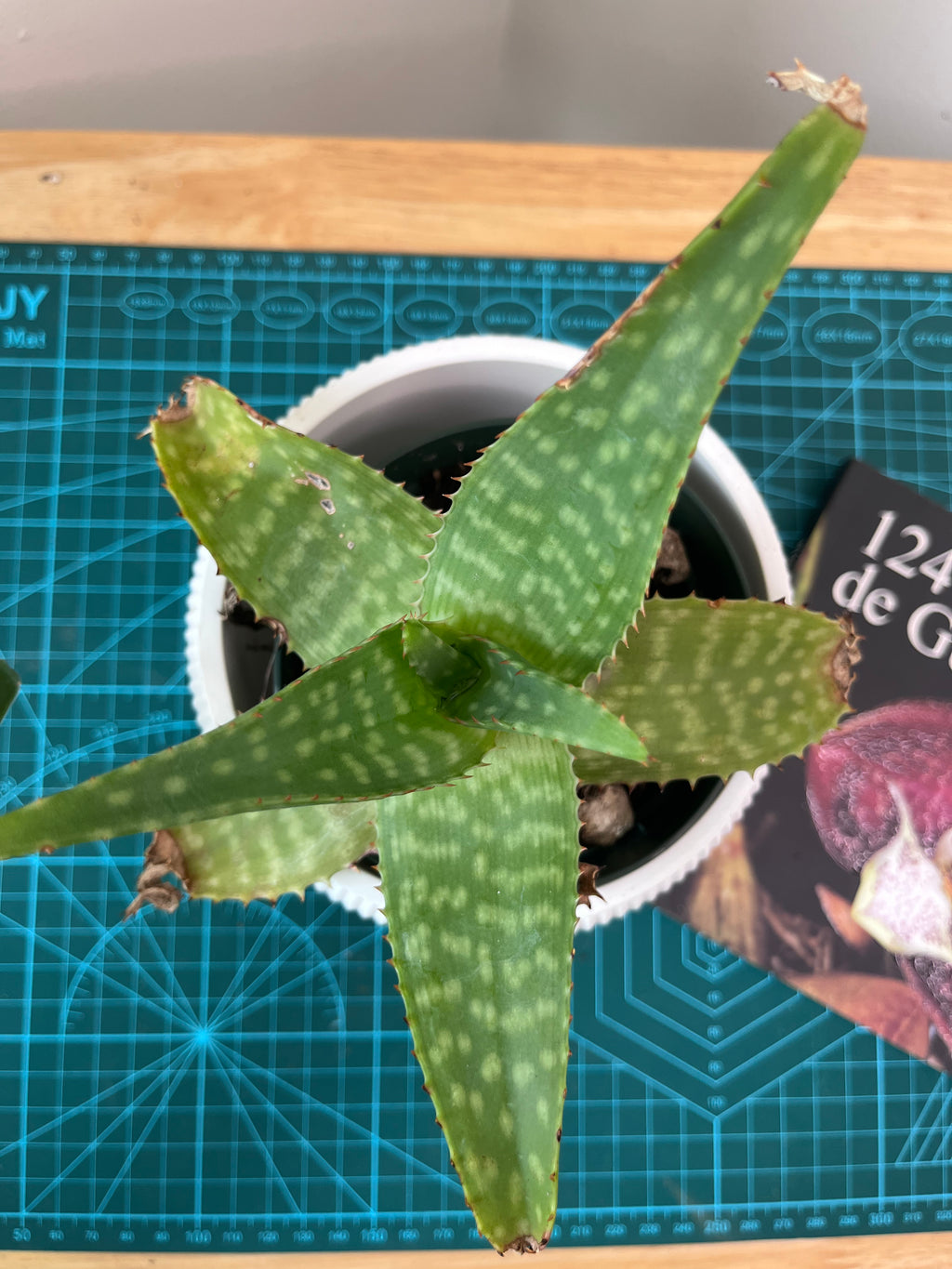 Aloe saponaria