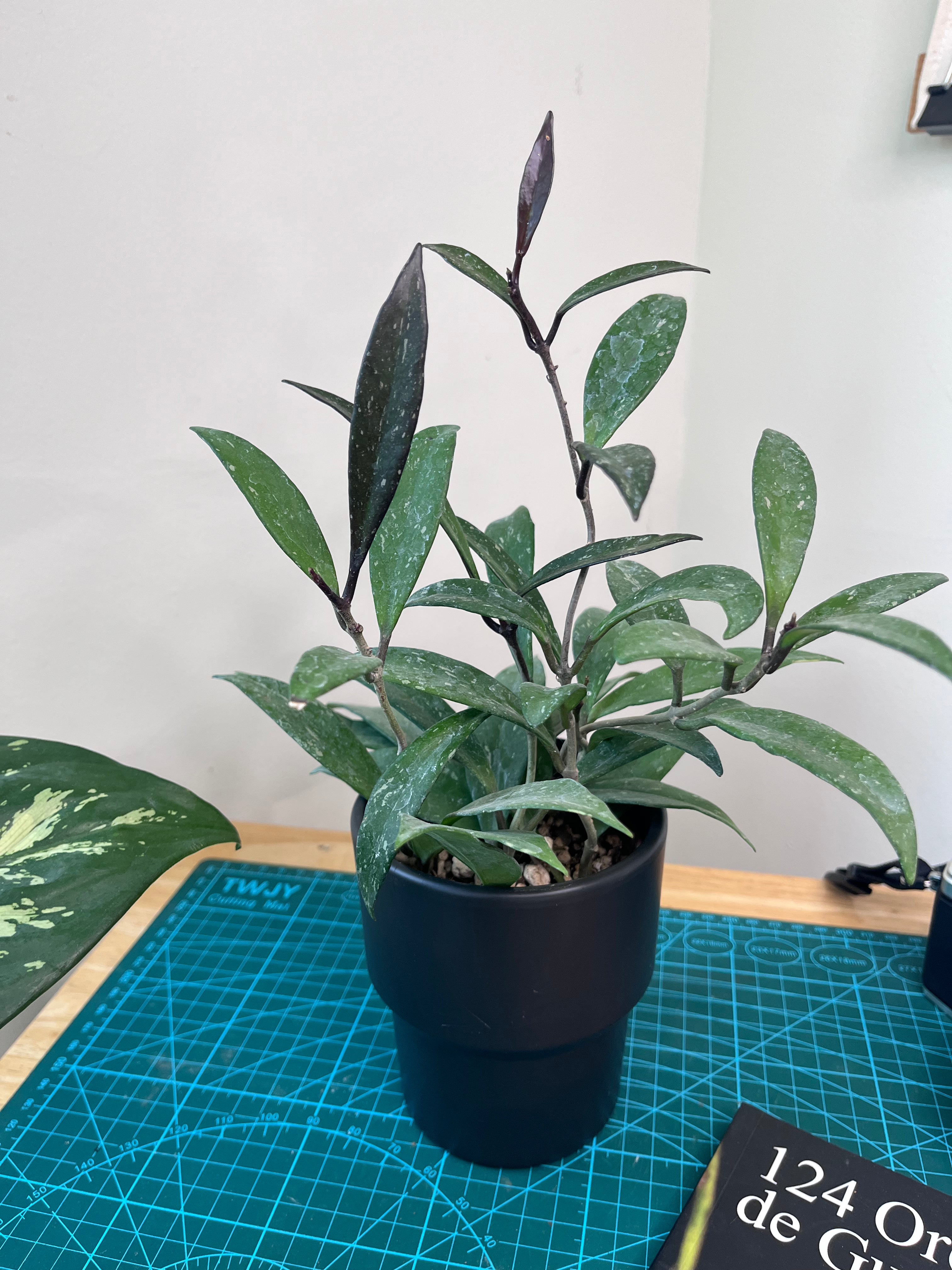 Hoya pubicalyx
