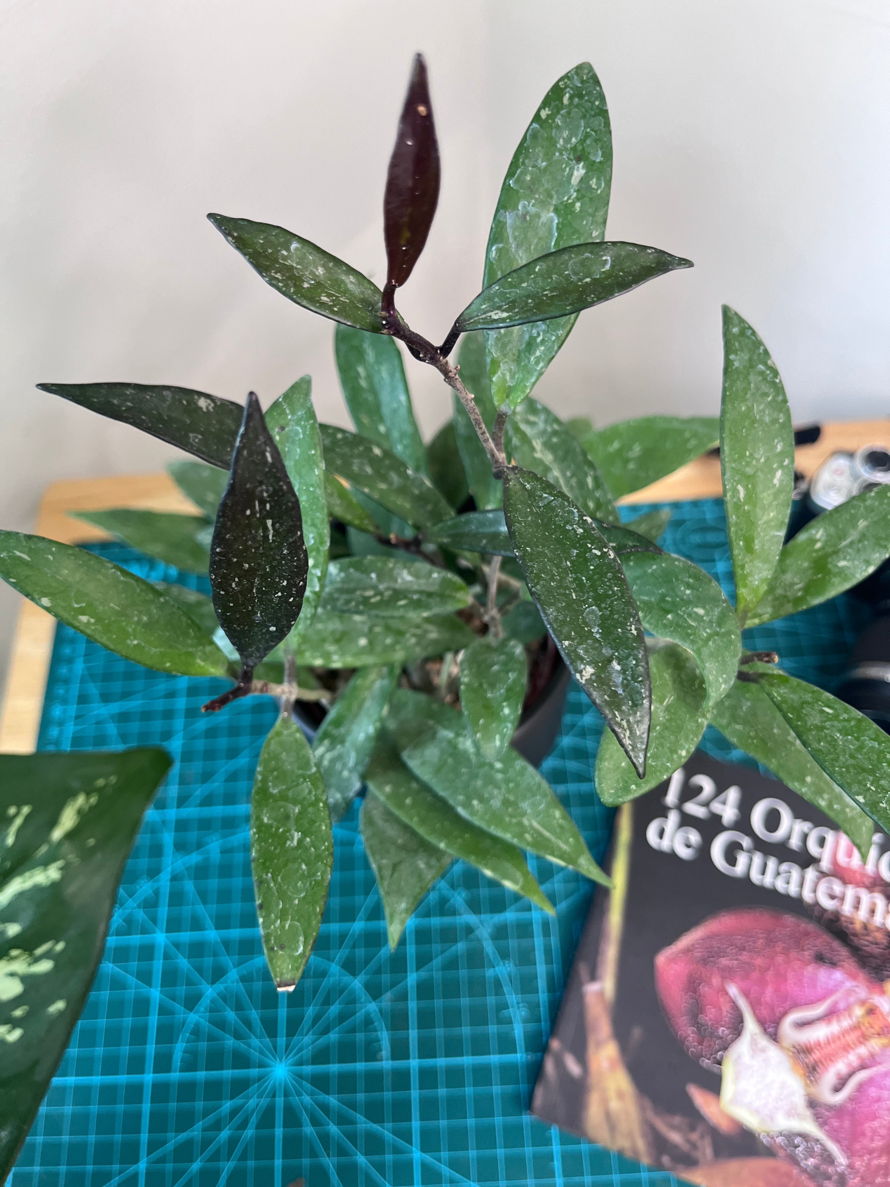 Hoya pubicalyx