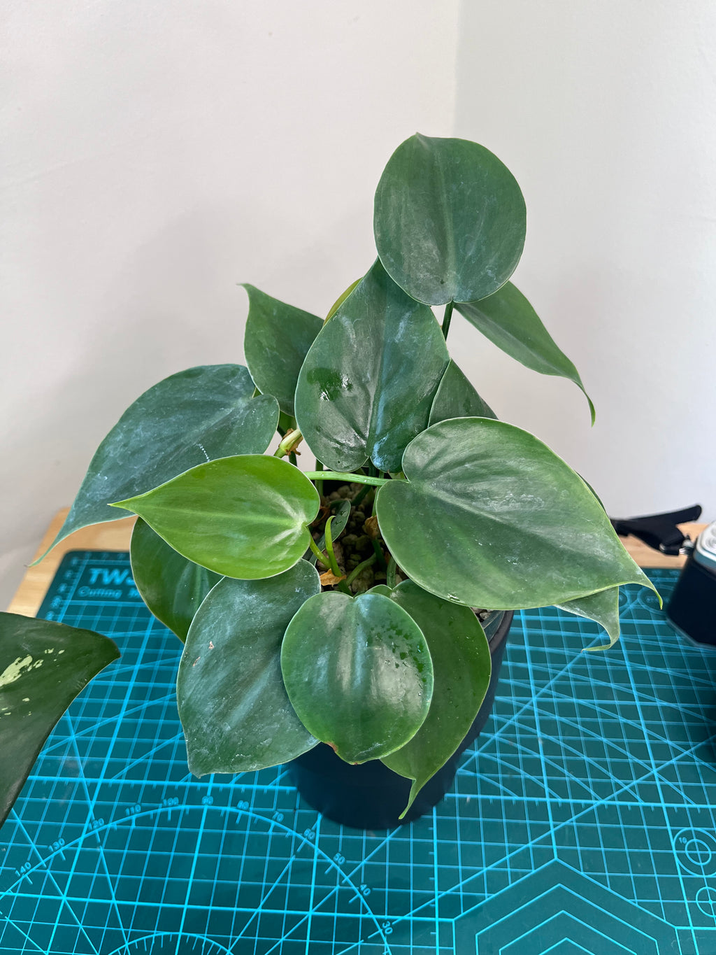 Teléfono - Philodendron cordatum