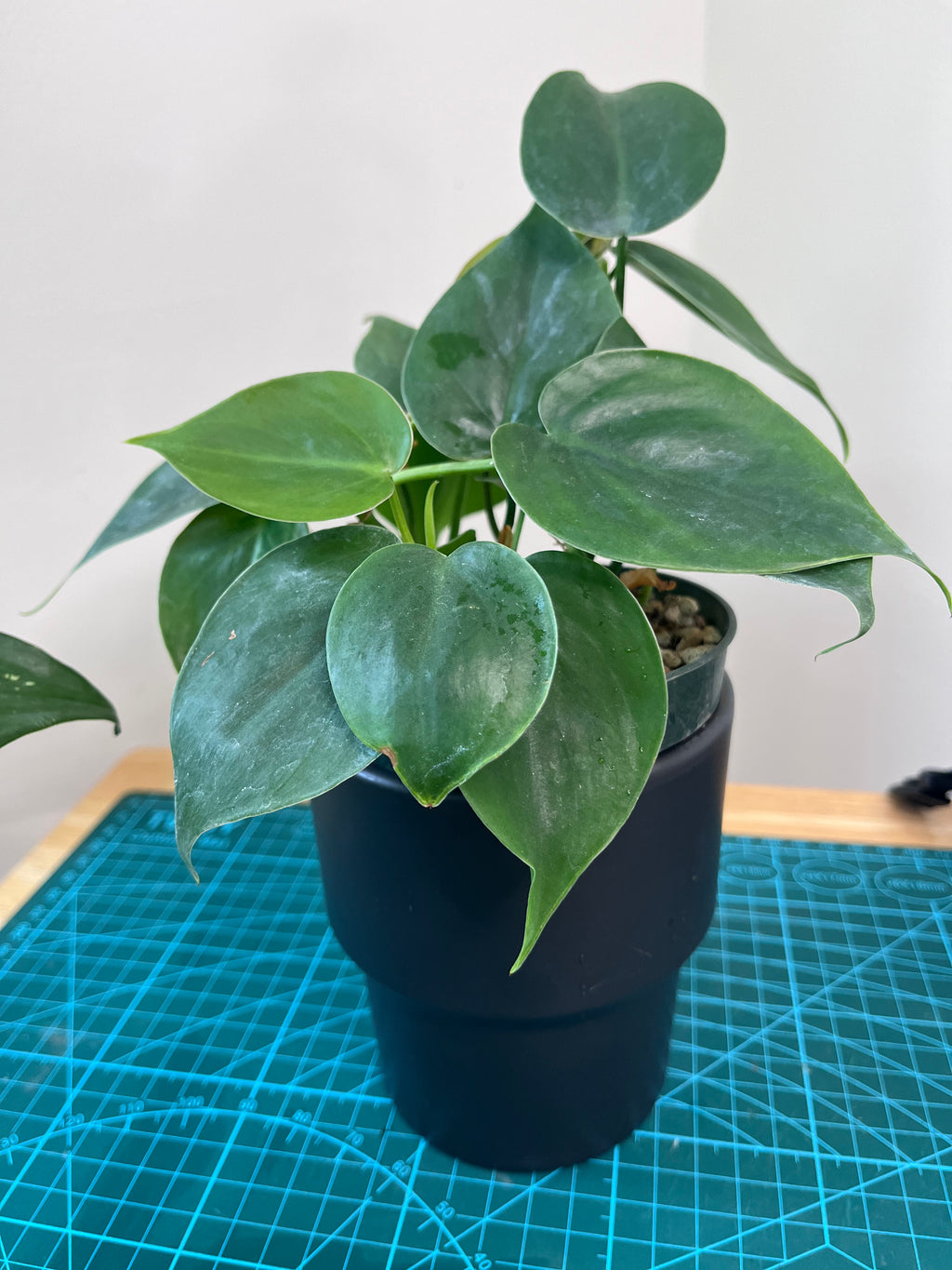 Teléfono - Philodendron cordatum