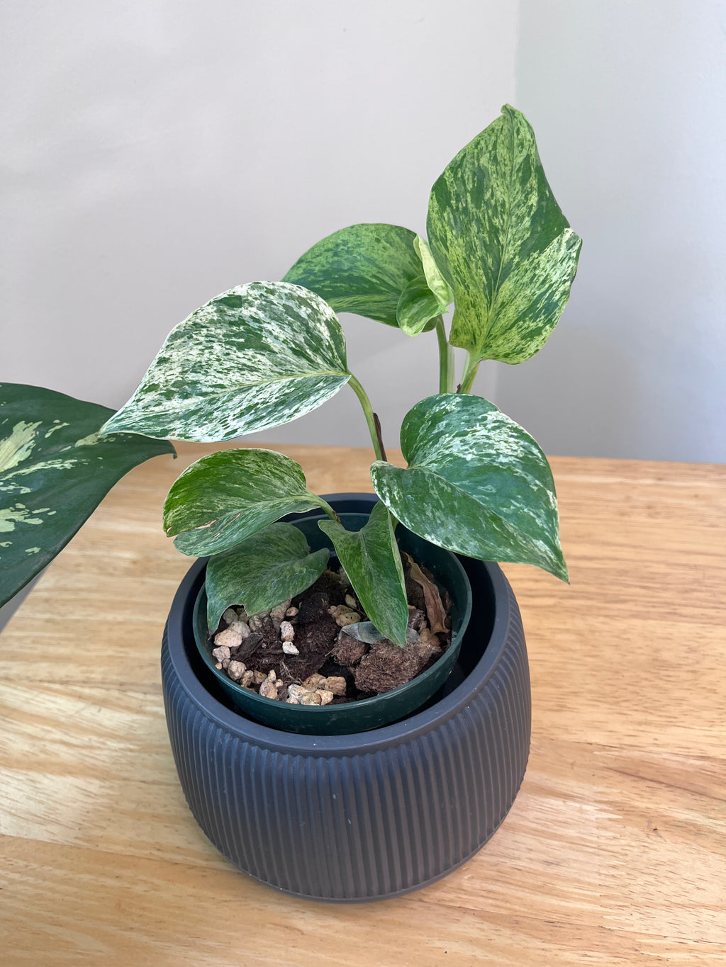 Teléfono - Pothos Marble Queen