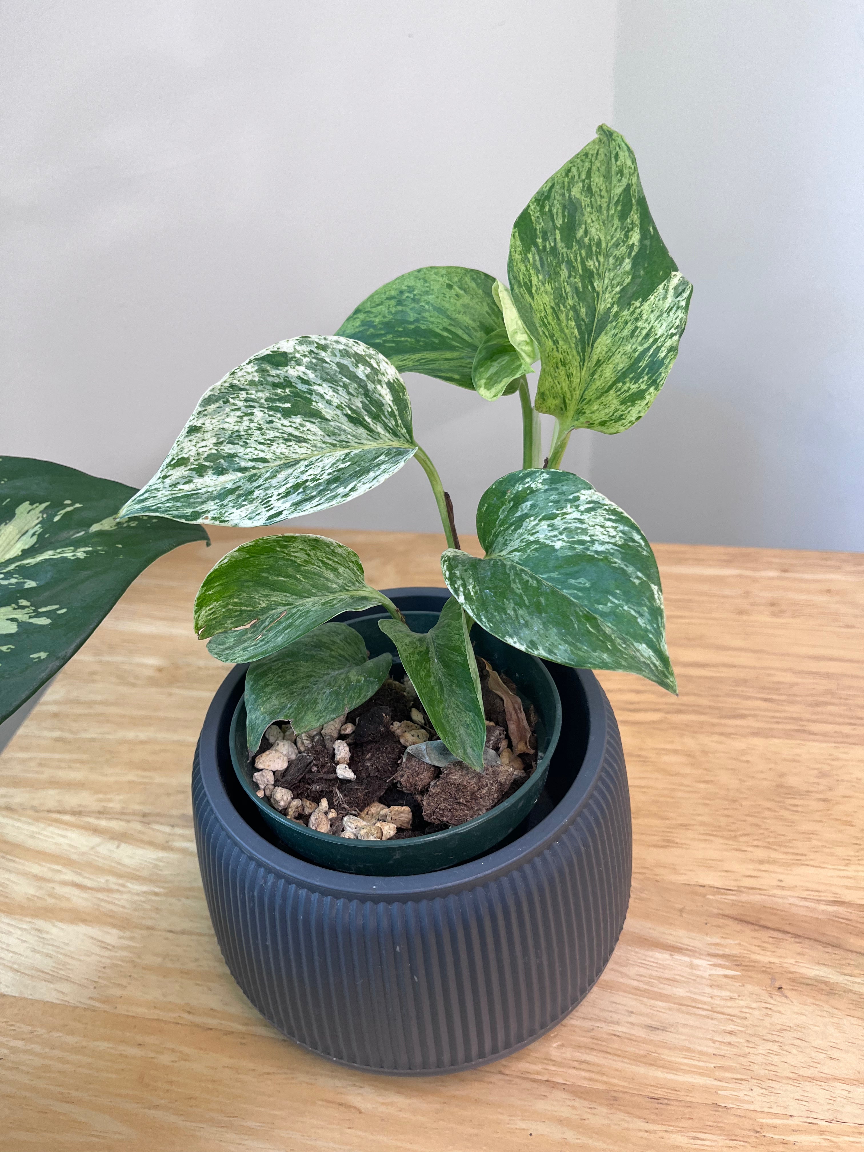 Teléfono - Pothos Marble Queen