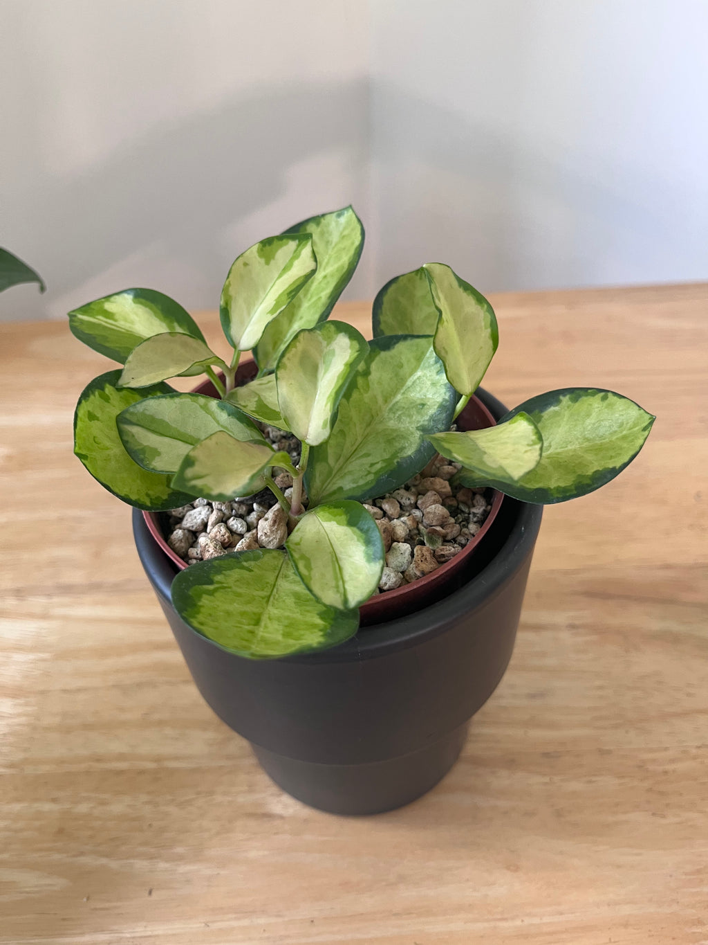 Hoya Australis Lisa