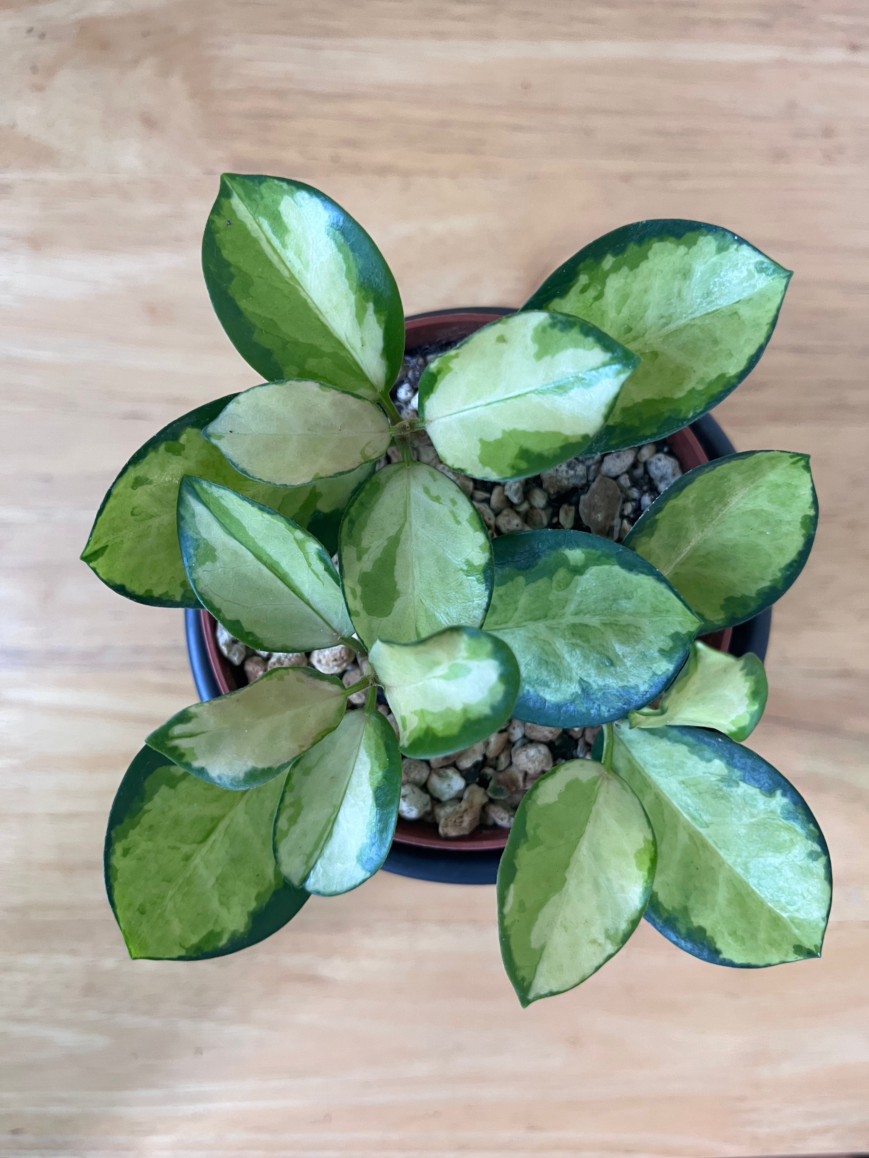 Hoya Australis Lisa