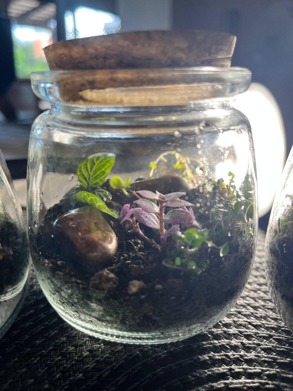 FRASCO VIDRIO  PARA TERRARIO 300 ml
