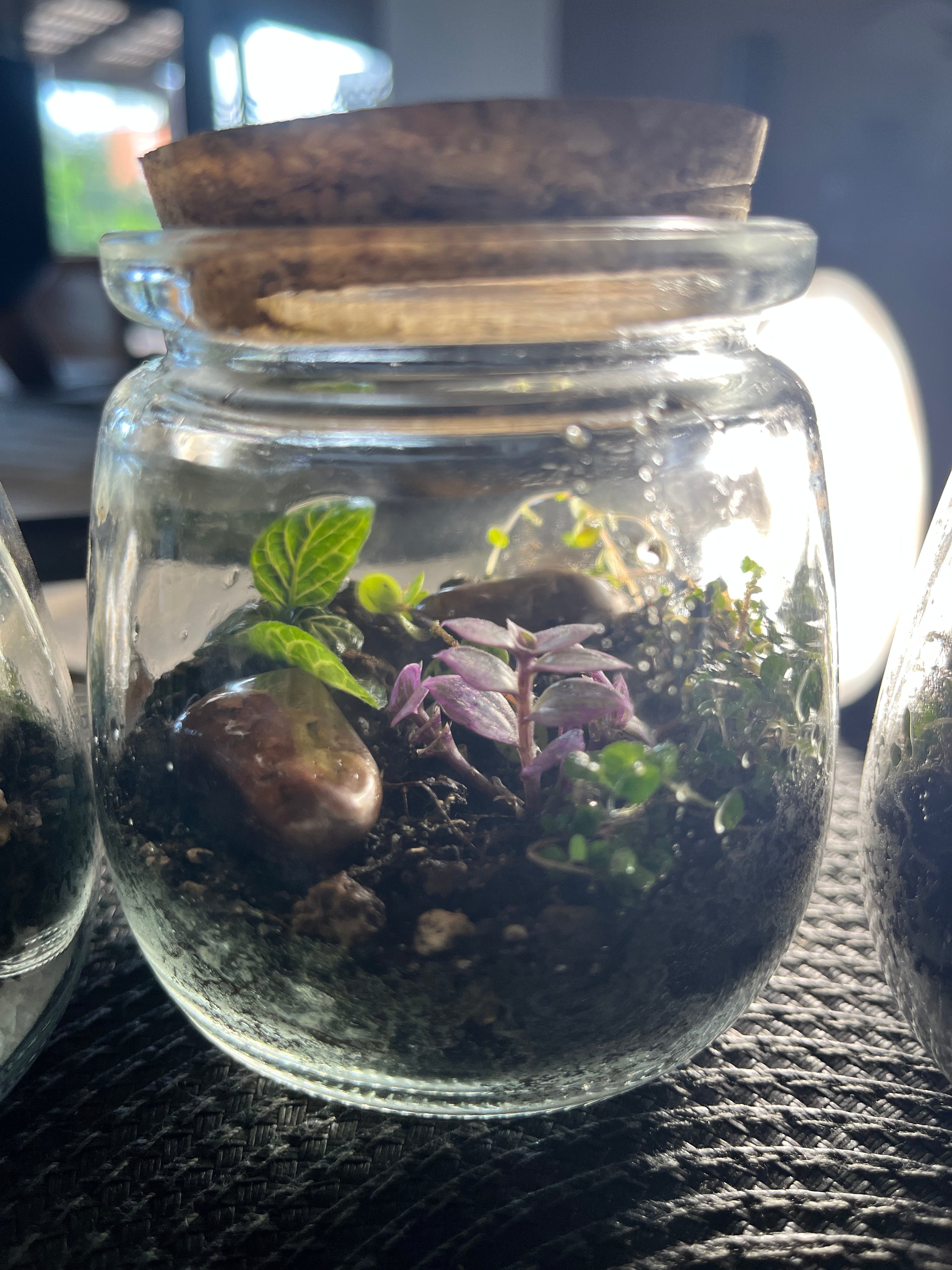 FRASCO VIDRIO  PARA TERRARIO 300 ml