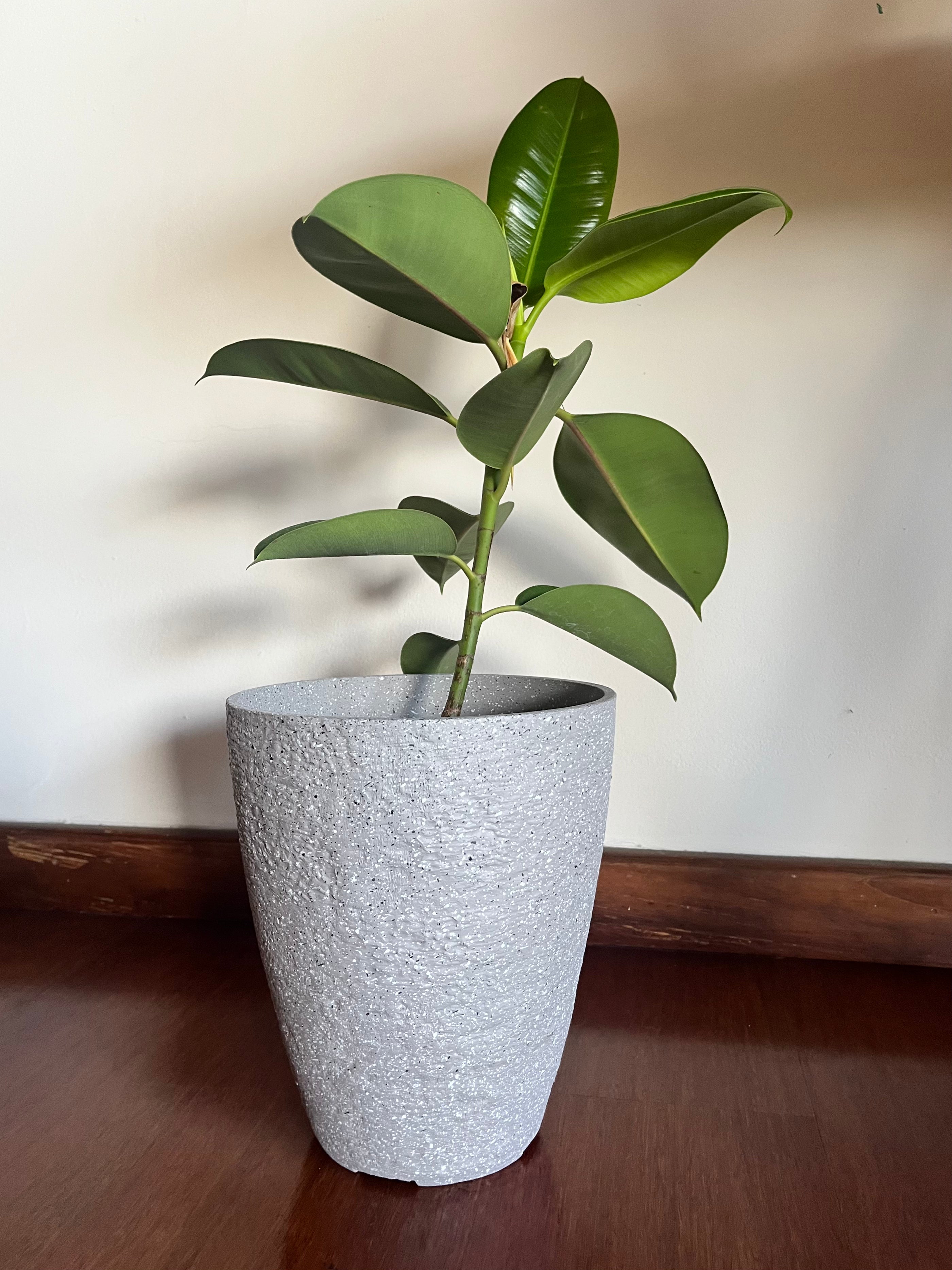 Ficus elastica en maceta – Planta de Interior - Arbolito de sombra