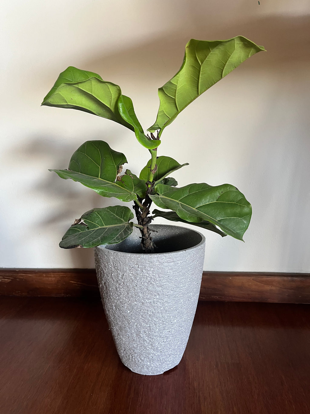 Ficus pandurata en maceta – Planta de Interior - Arbolito de sombra