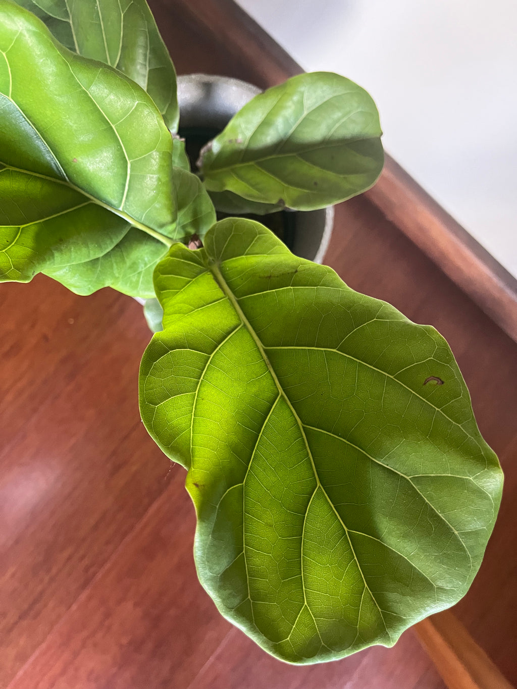 Ficus pandurata en maceta – Planta de Interior - Arbolito de sombra