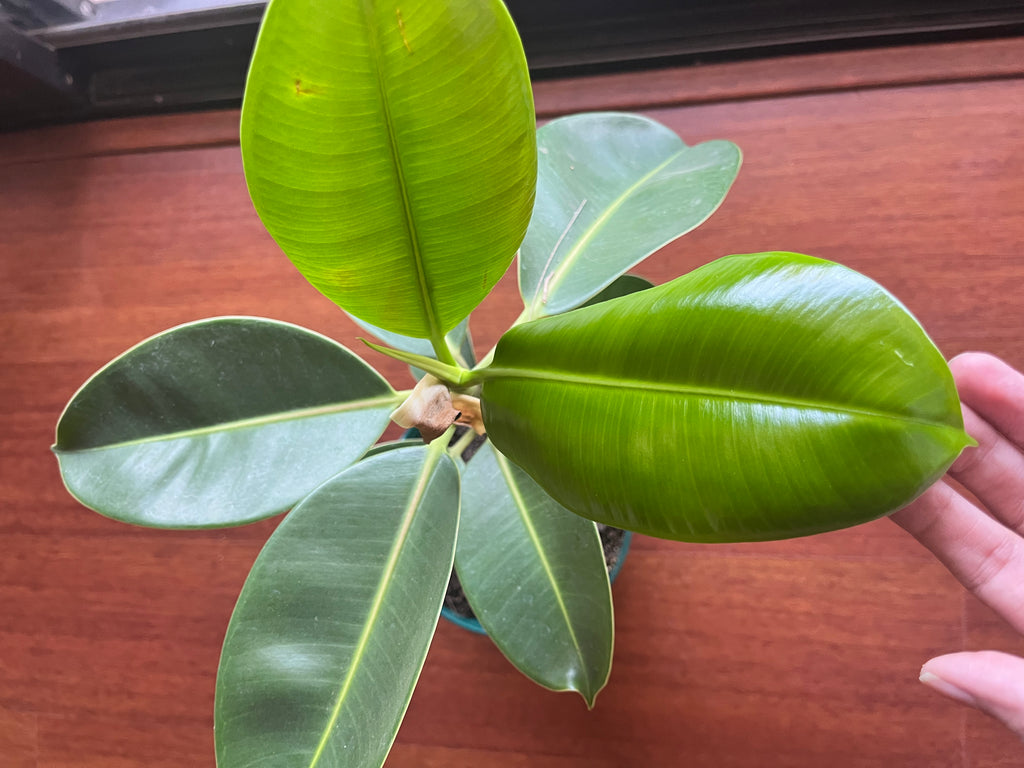 Ficus elastica en maceta – Planta de Interior - Arbolito de sombra