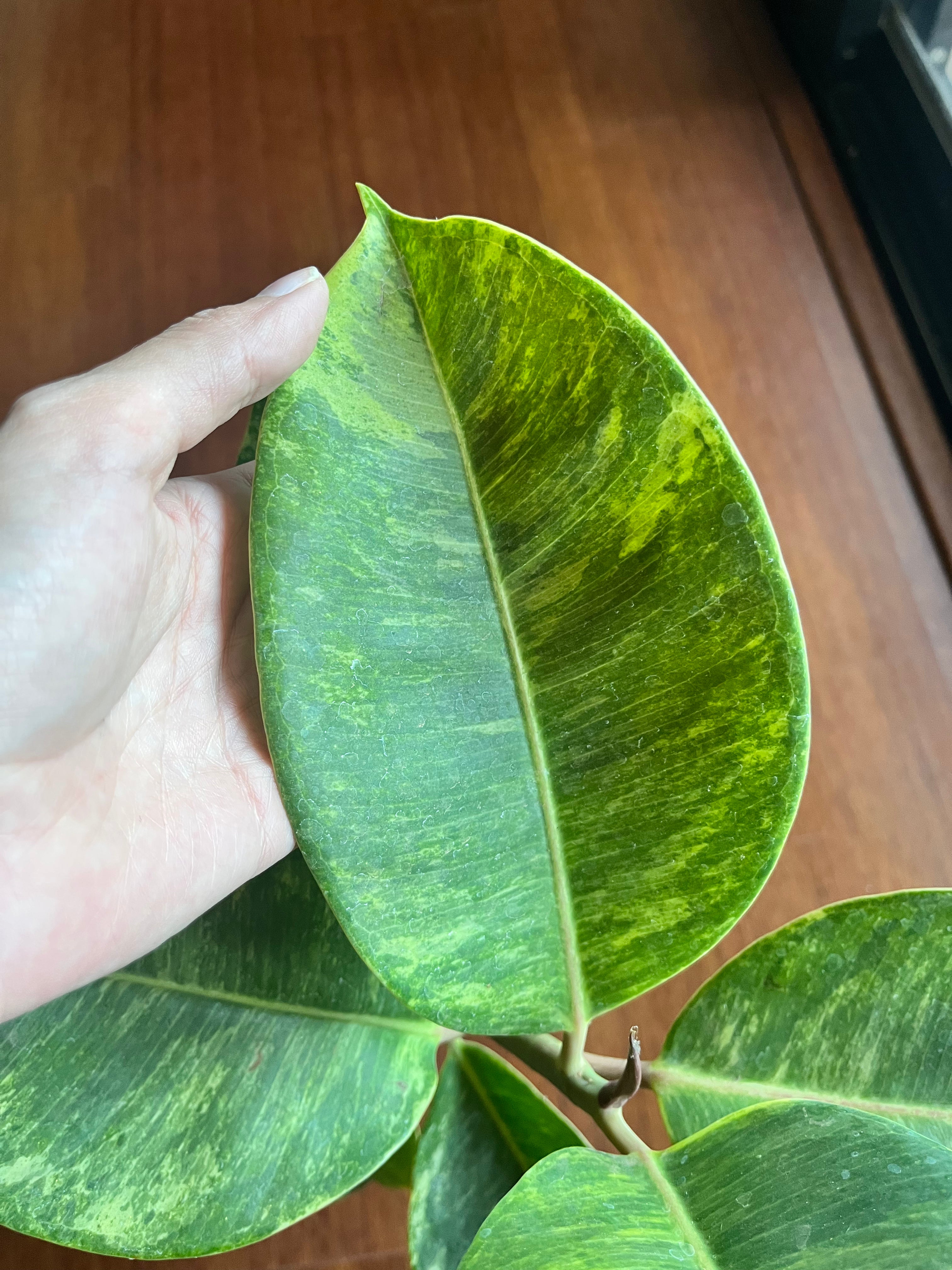 Ficus elastica variegado en maceta – Planta de Interior - Arbolito de sombra