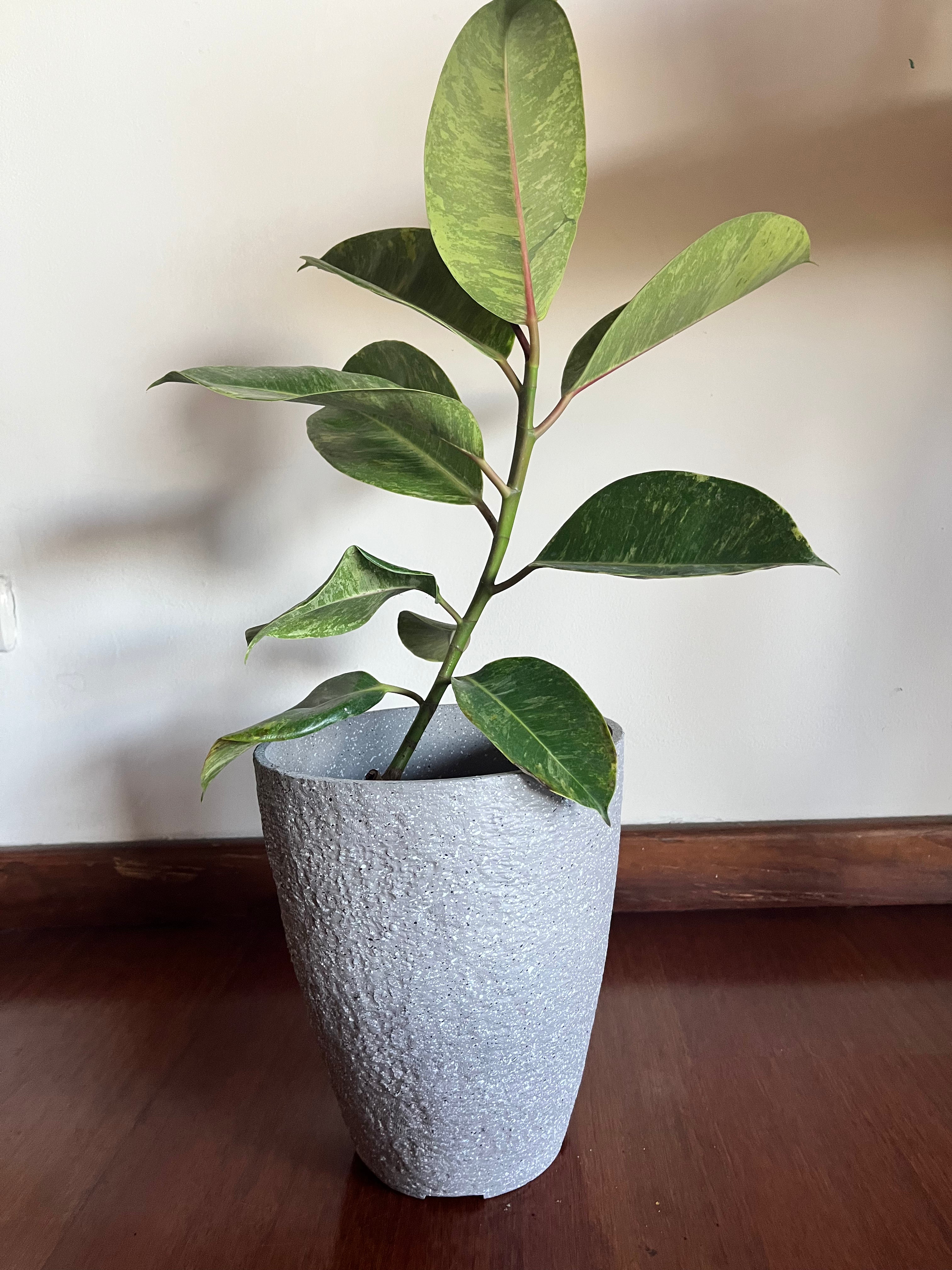 Ficus elastica variegado en maceta – Planta de Interior - Arbolito de sombra