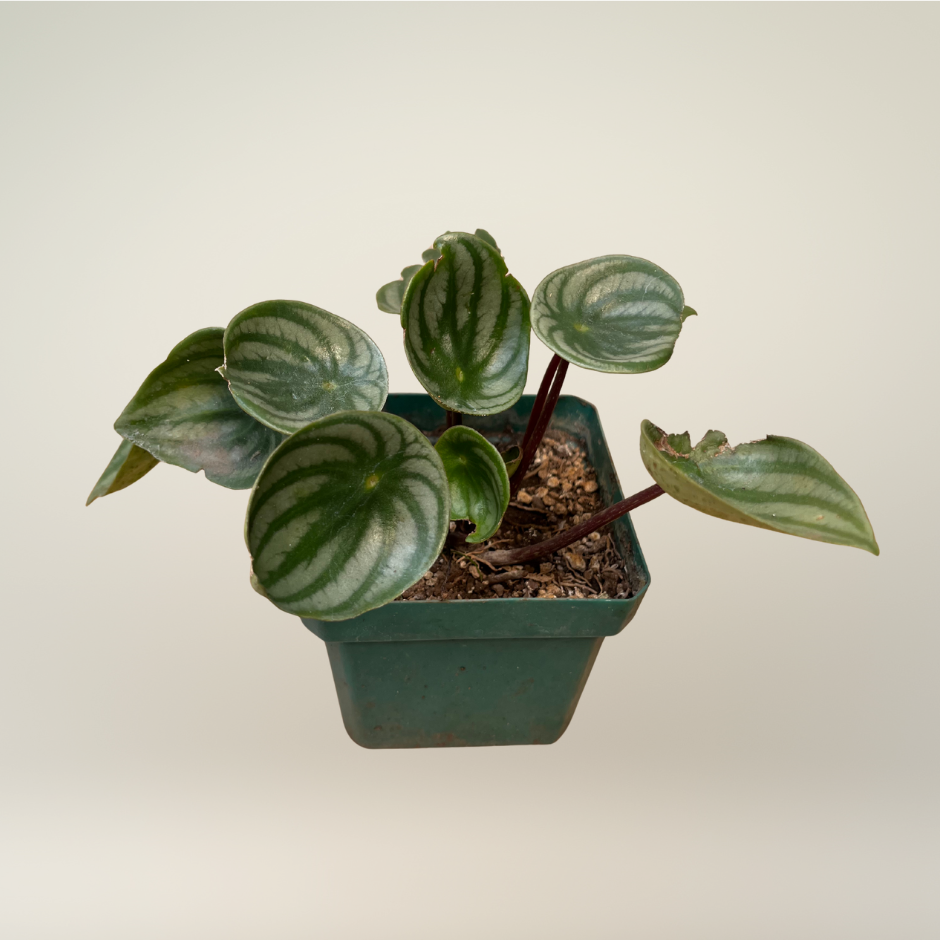 Peperomia watermelon