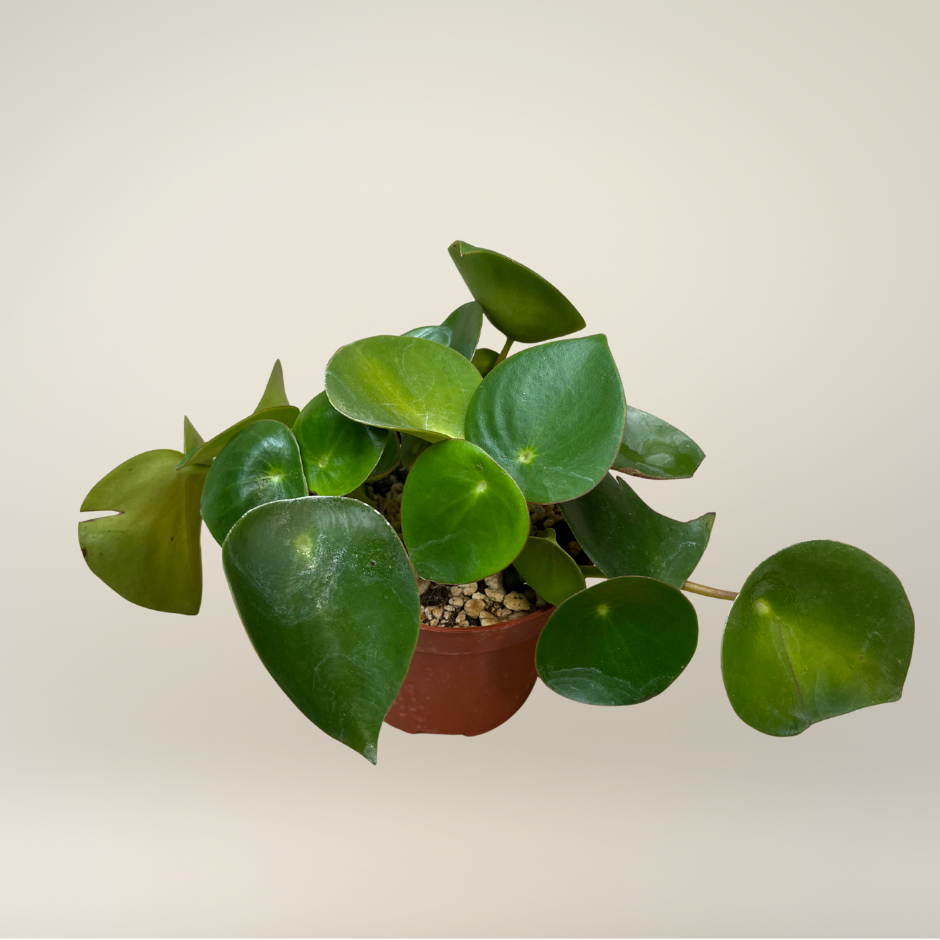 Peperomia Raindrop
